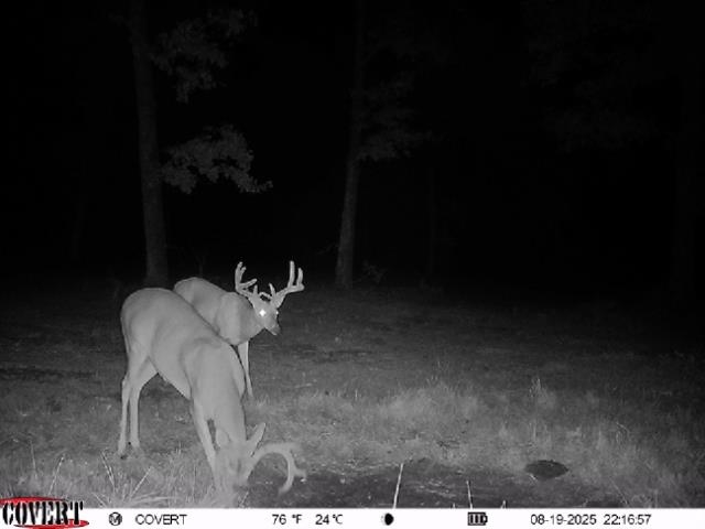 115A Love Hollow Road  Mount Pleasant, AR