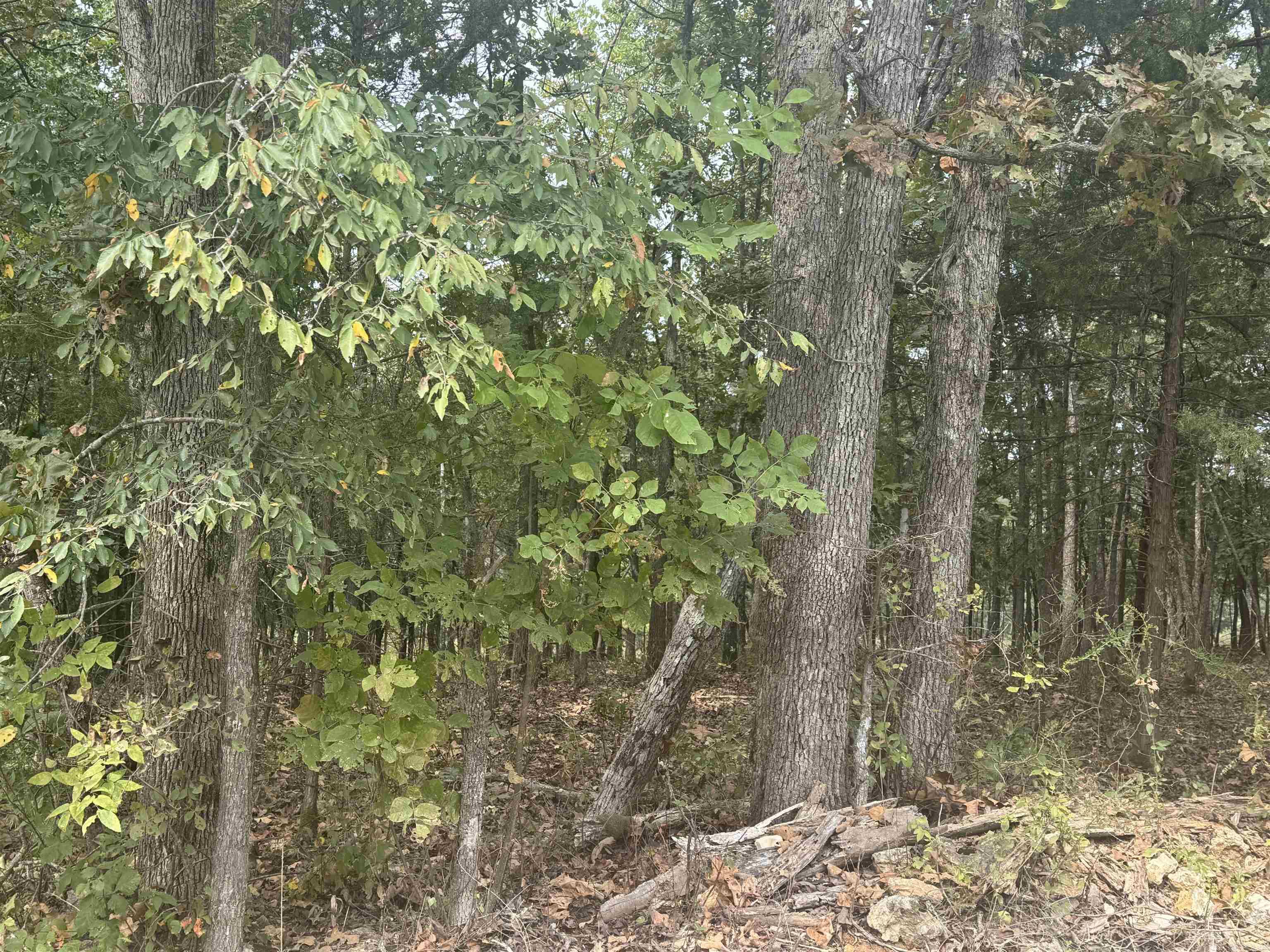 00 CR 38  Clarkridge, AR