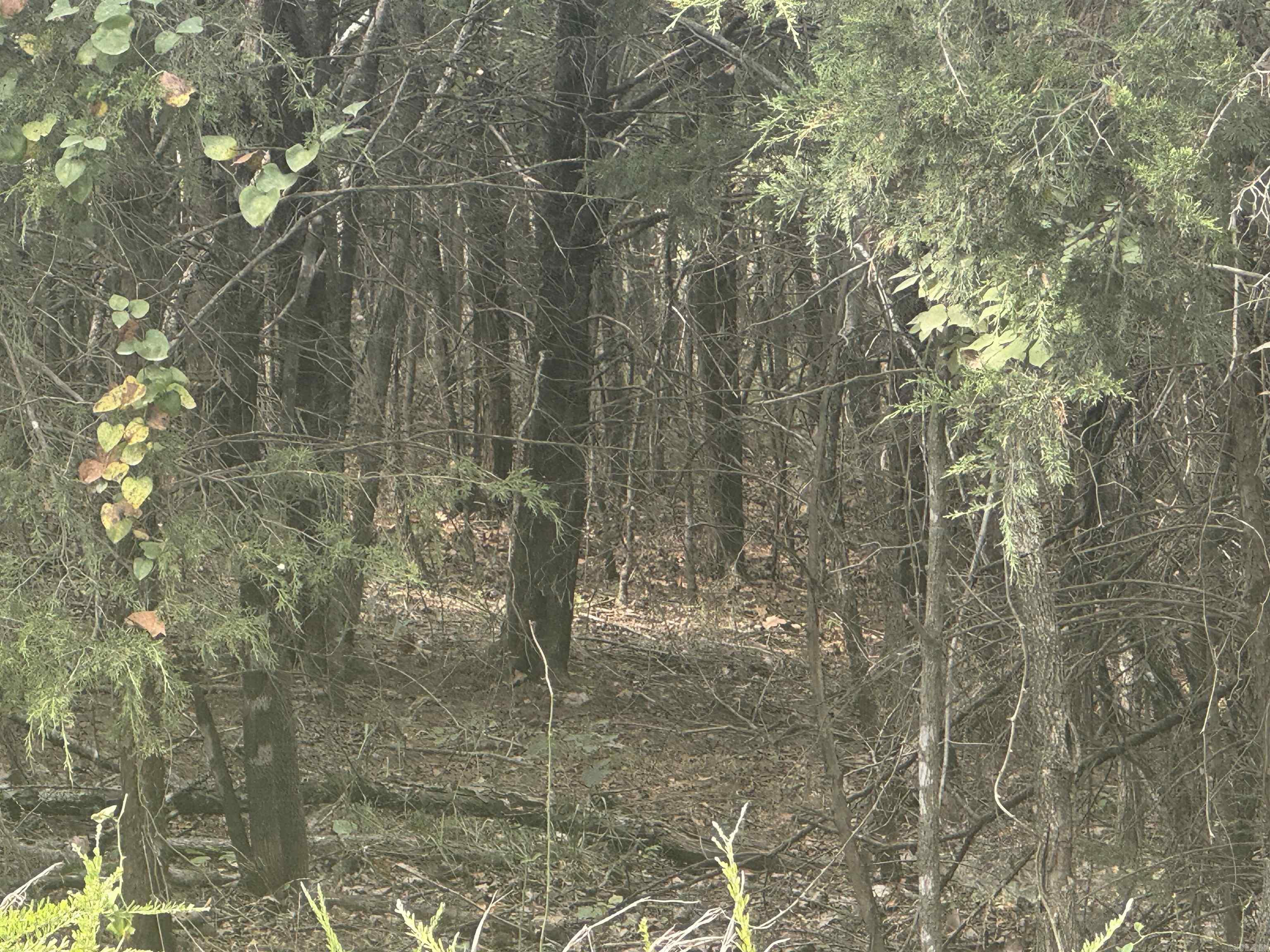 00 CR 38  Clarkridge, AR