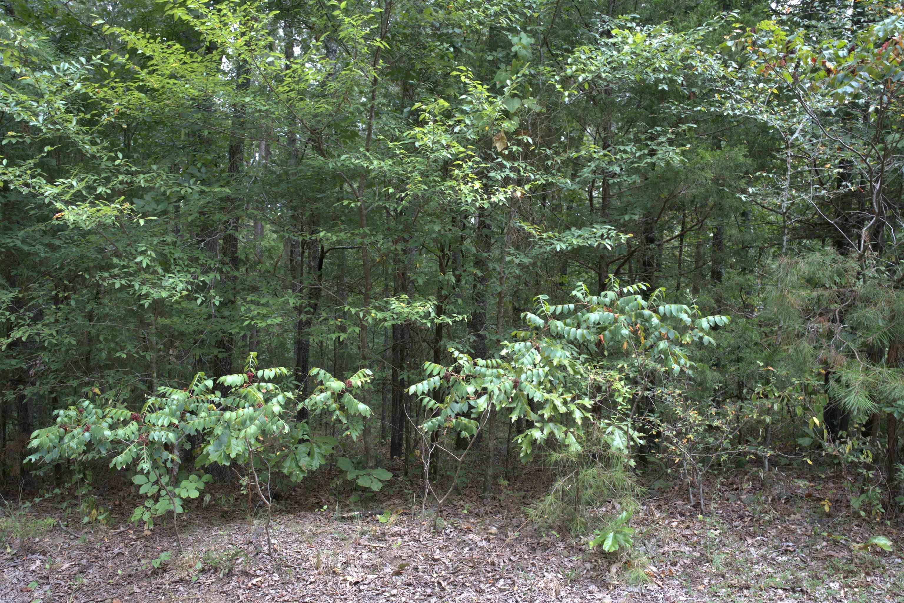 1 Copeland  Romance, AR