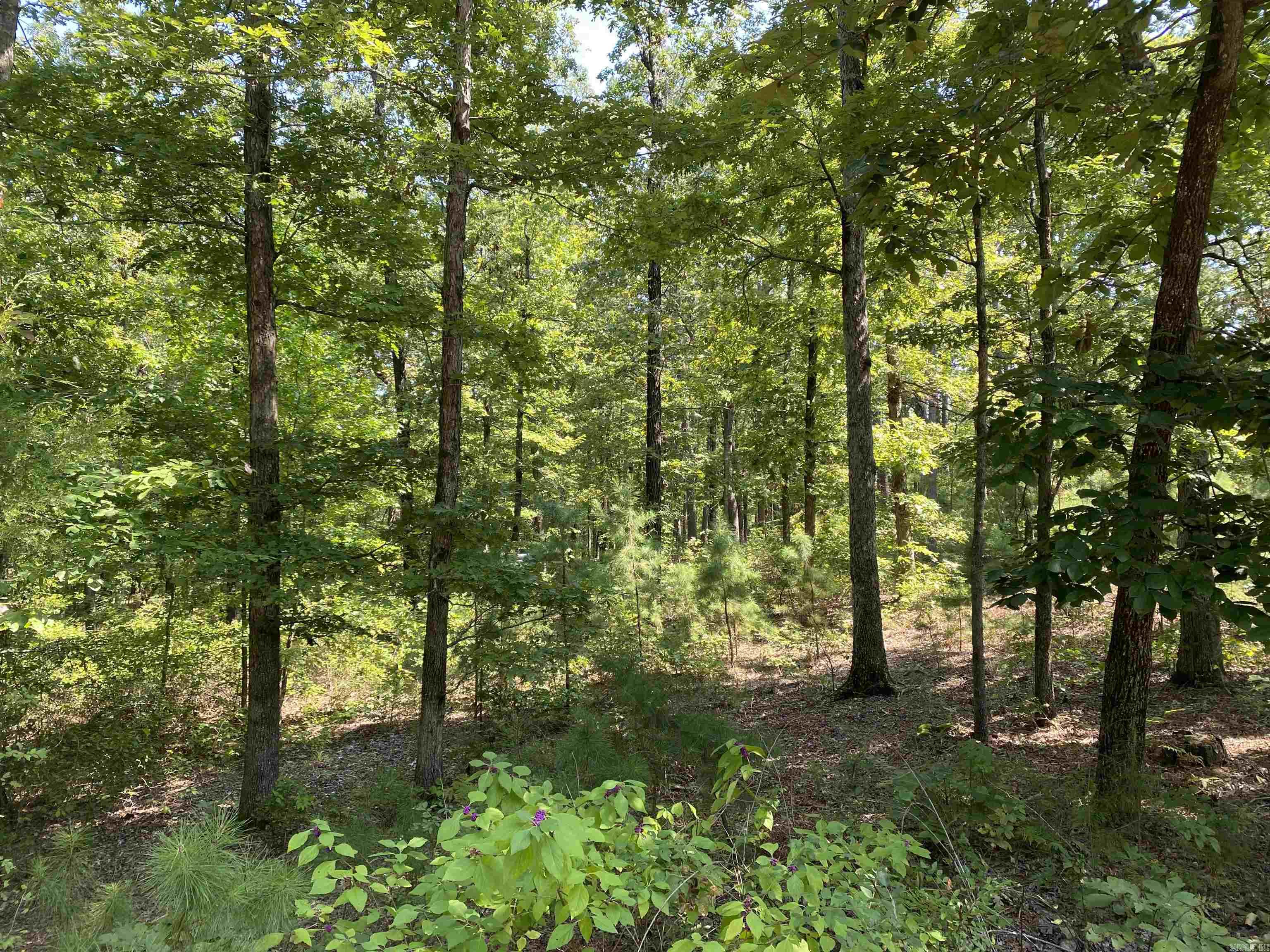 196 Pineview  Mount Ida, AR