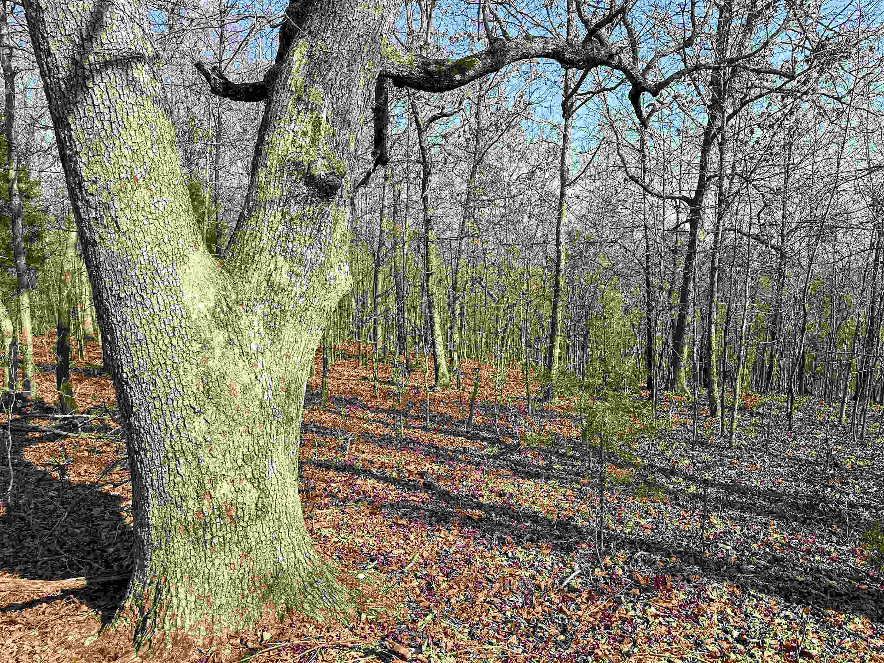 XX N Summit Ridge  Williford, AR