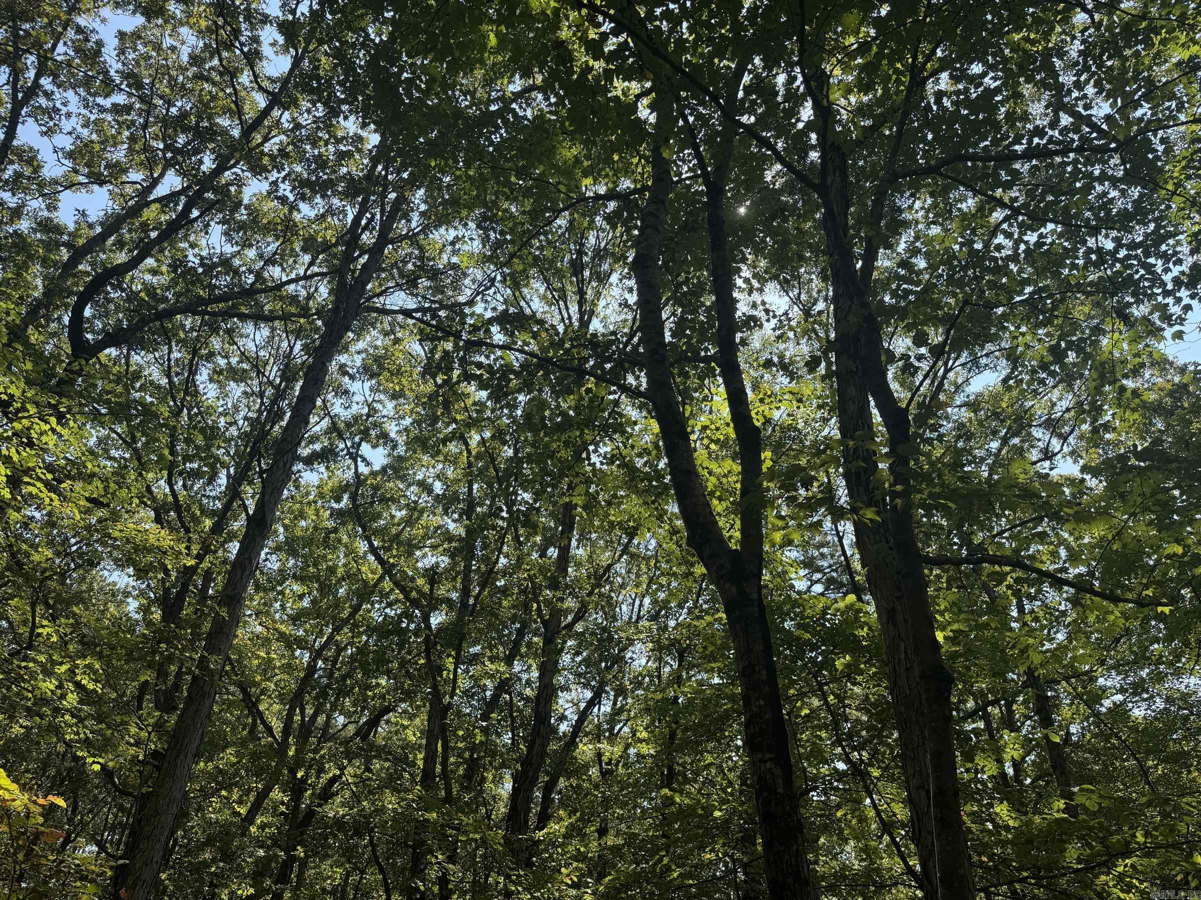 00 Long Branch  Bee Branch, AR