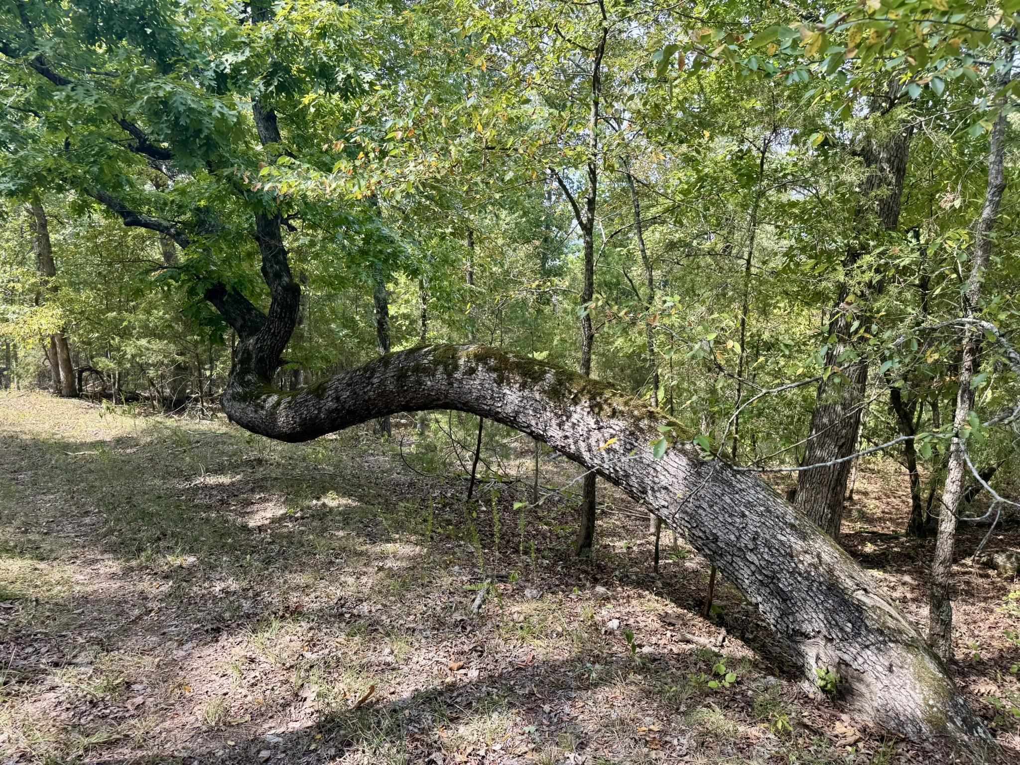 110 Mount Olive Road  Melbourne, AR