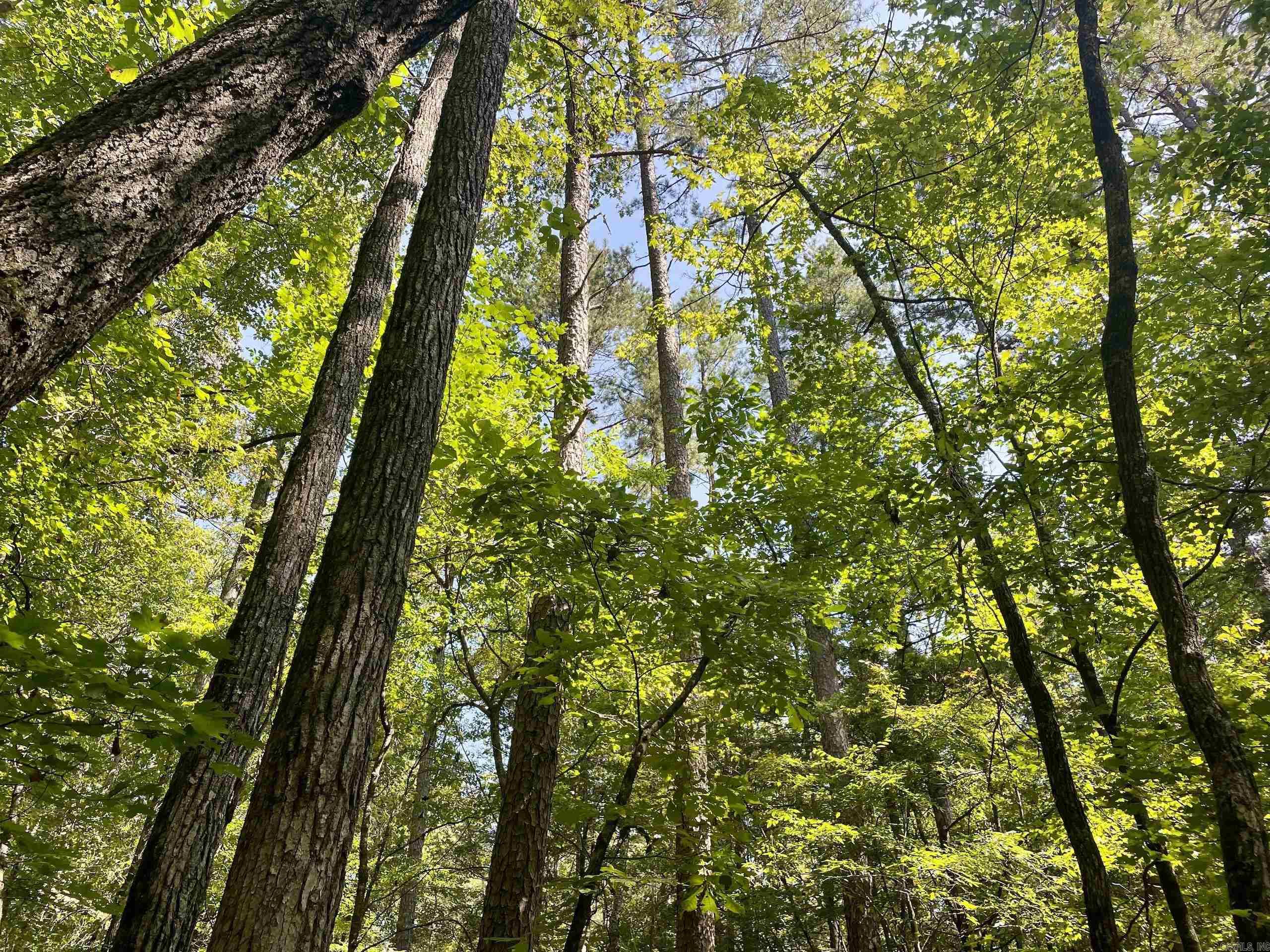  FS Road 1432  Scotland, AR