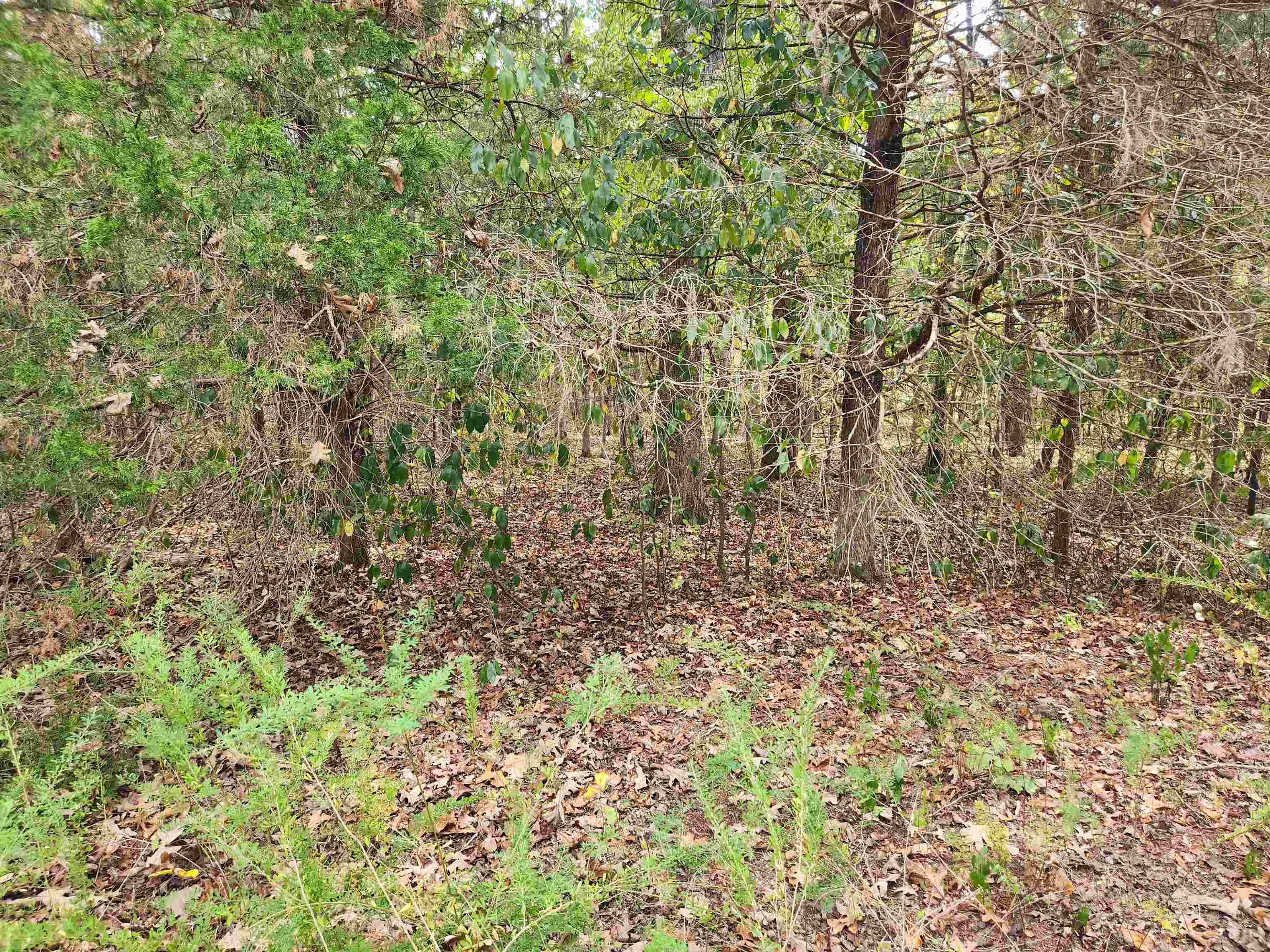 L24B3 Bokchito  Cherokee Village, AR