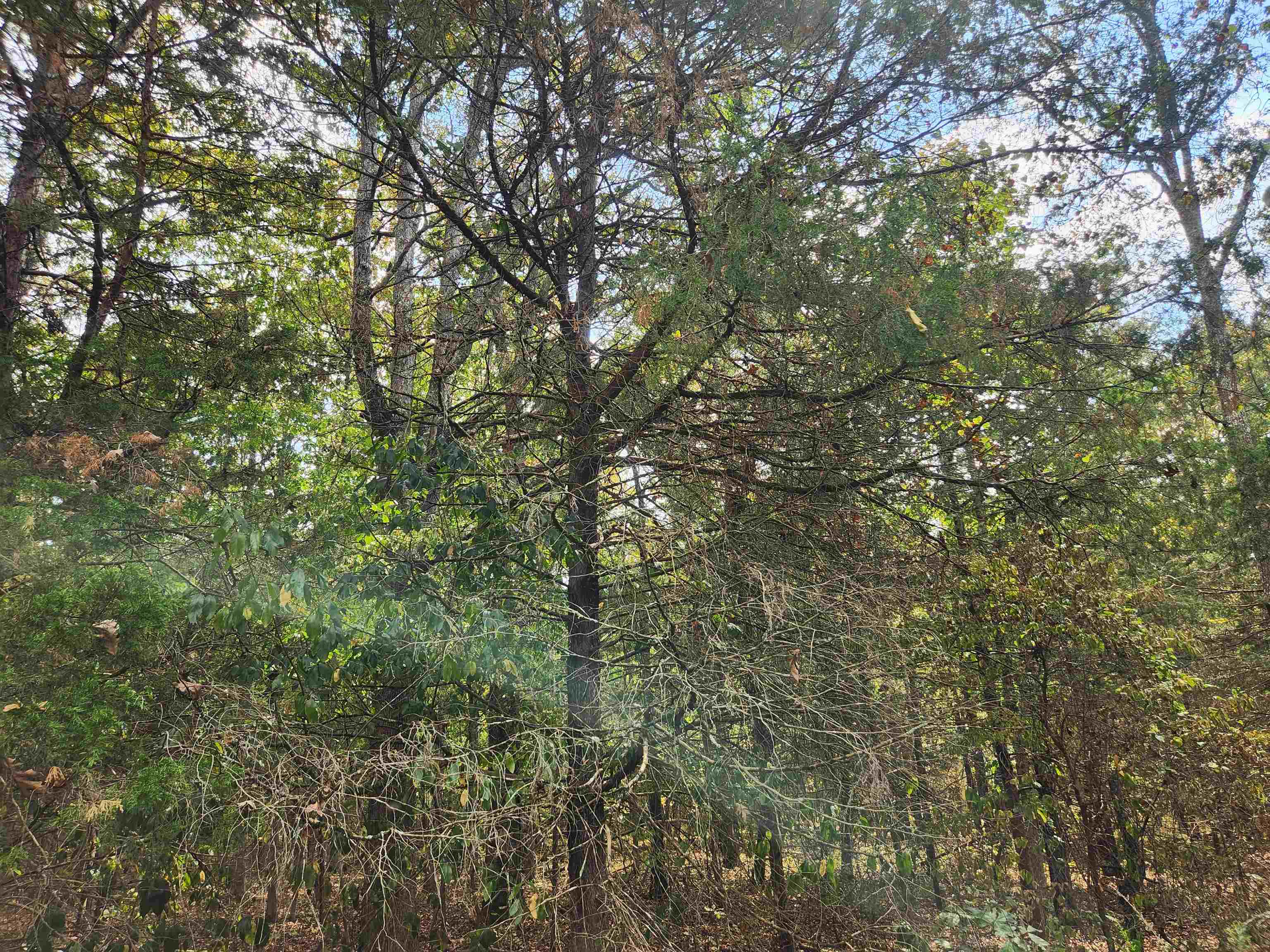 L24B3 Bokchito  Cherokee Village, AR
