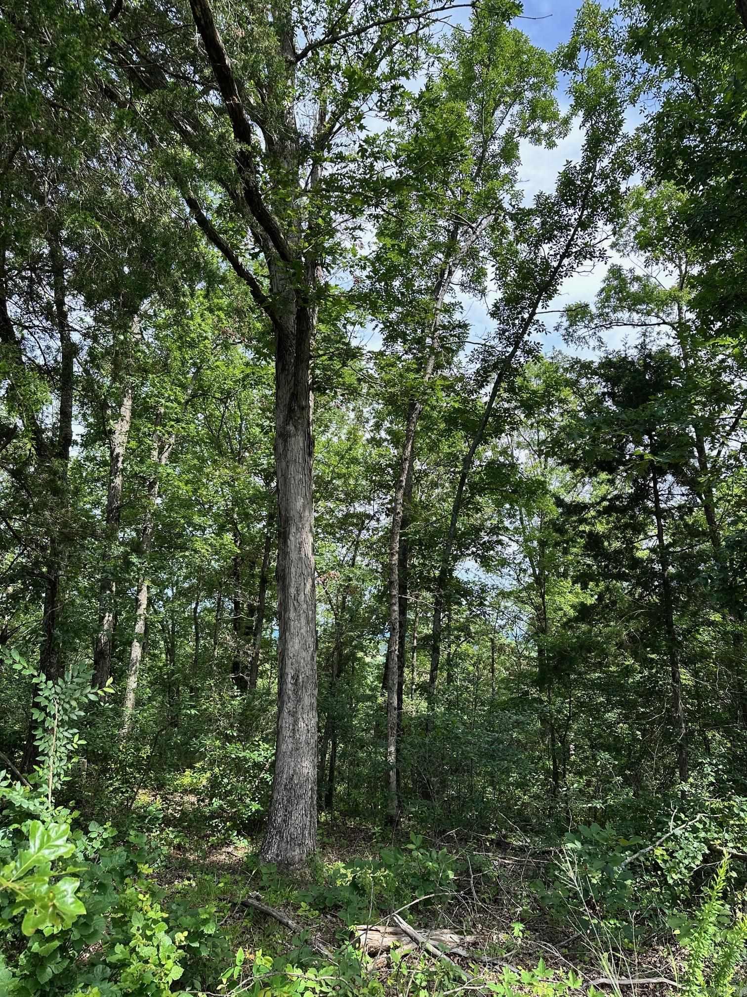 00 Caglesville  Russellville, AR