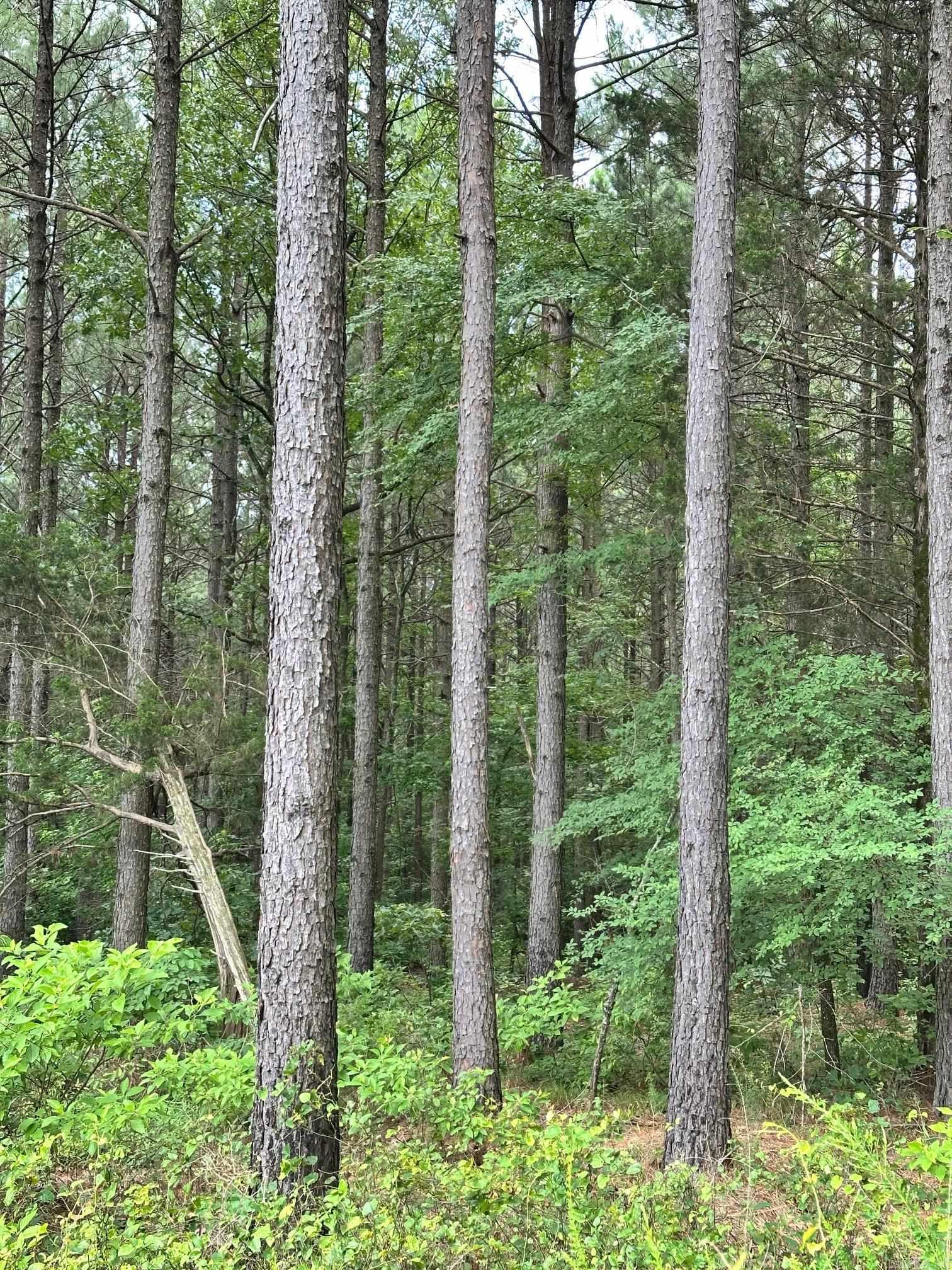 00 Caglesville  Russellville, AR