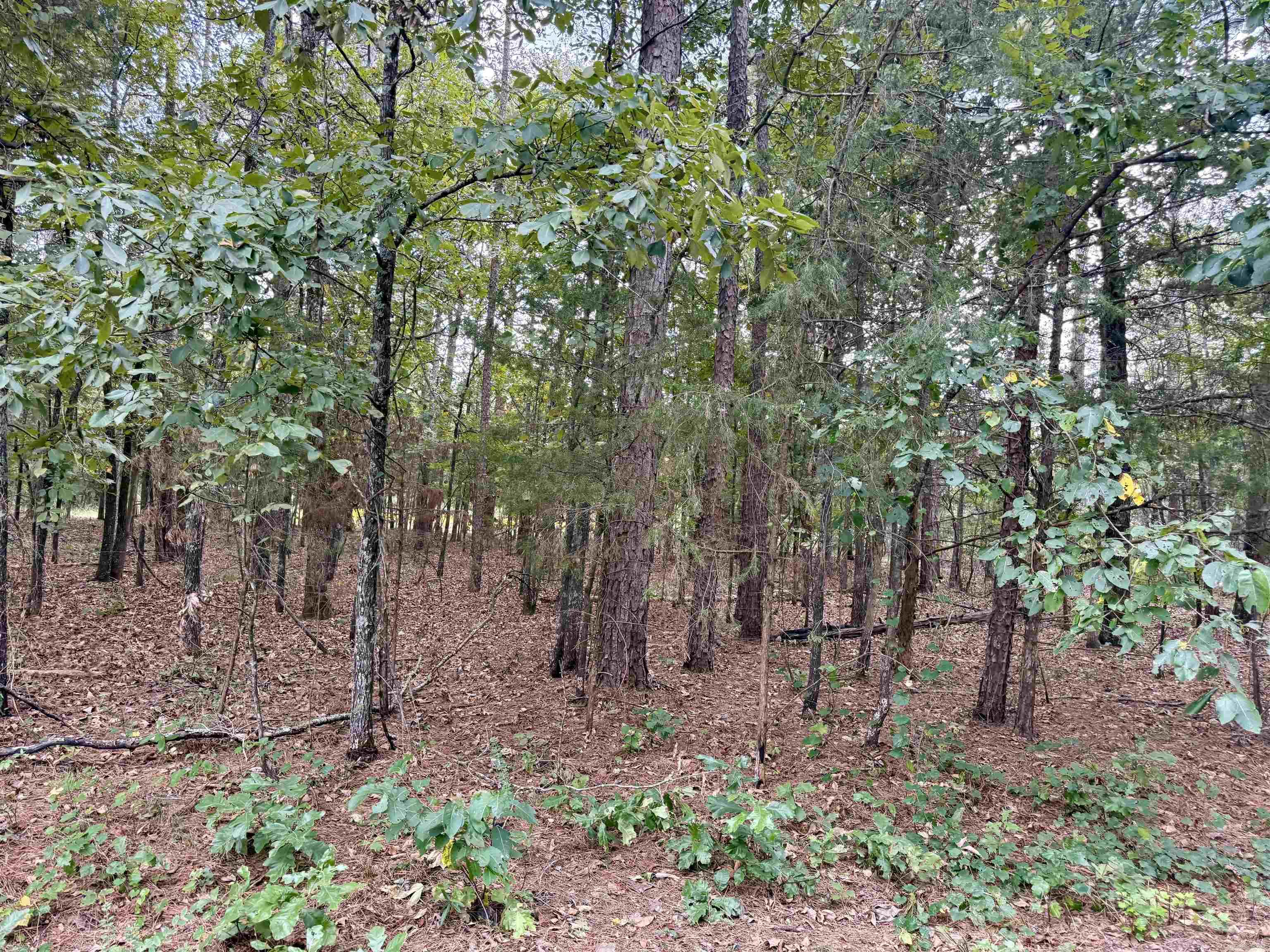 Lot 5 & 6 Ellen  Higden, AR