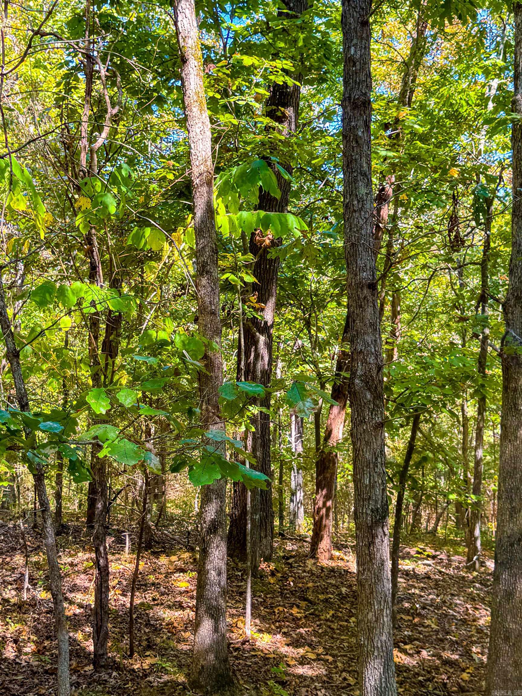 TBD Red Fox Rd  Hardy, AR