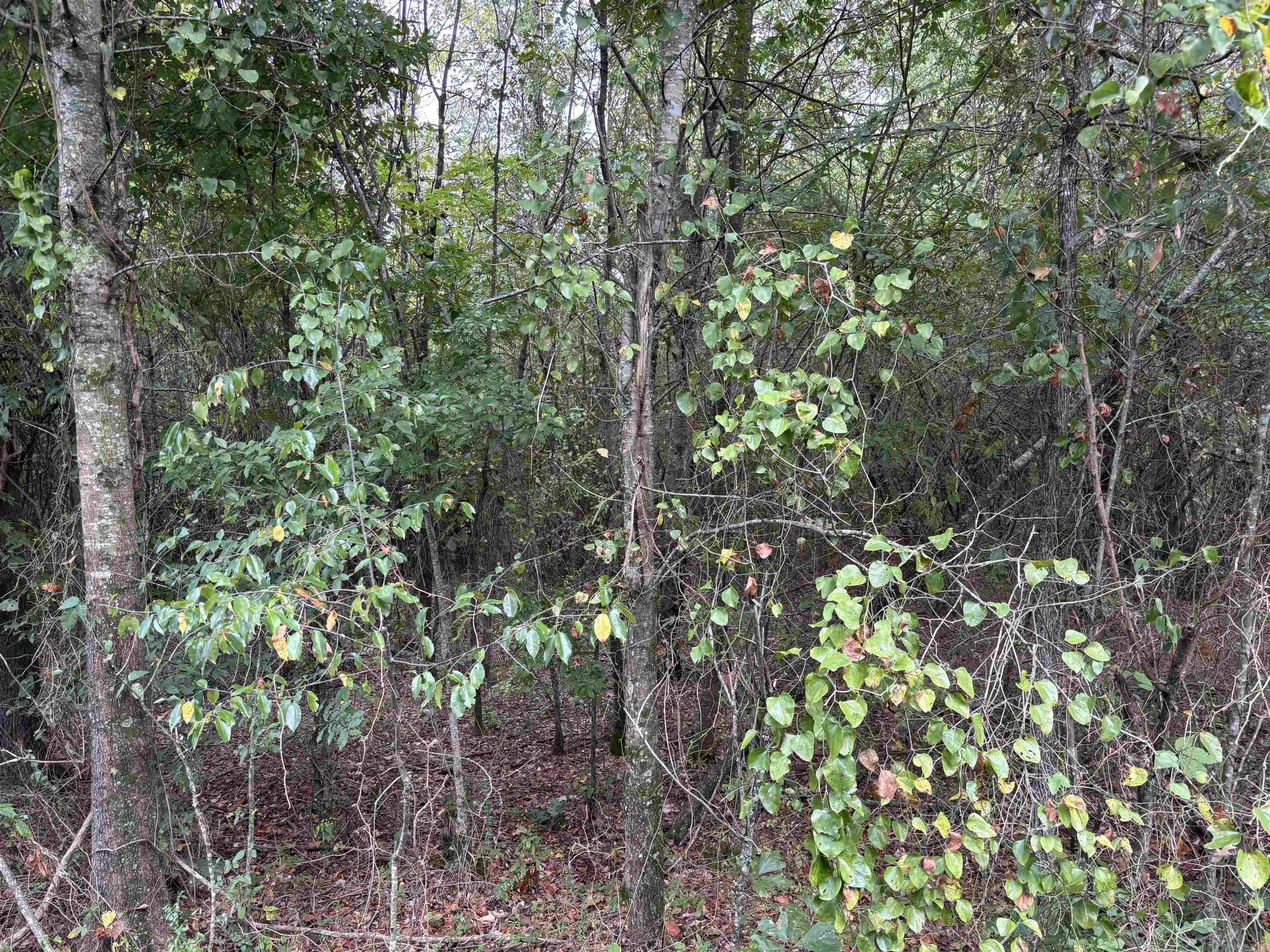 38 Baker Lane  Hattieville, AR