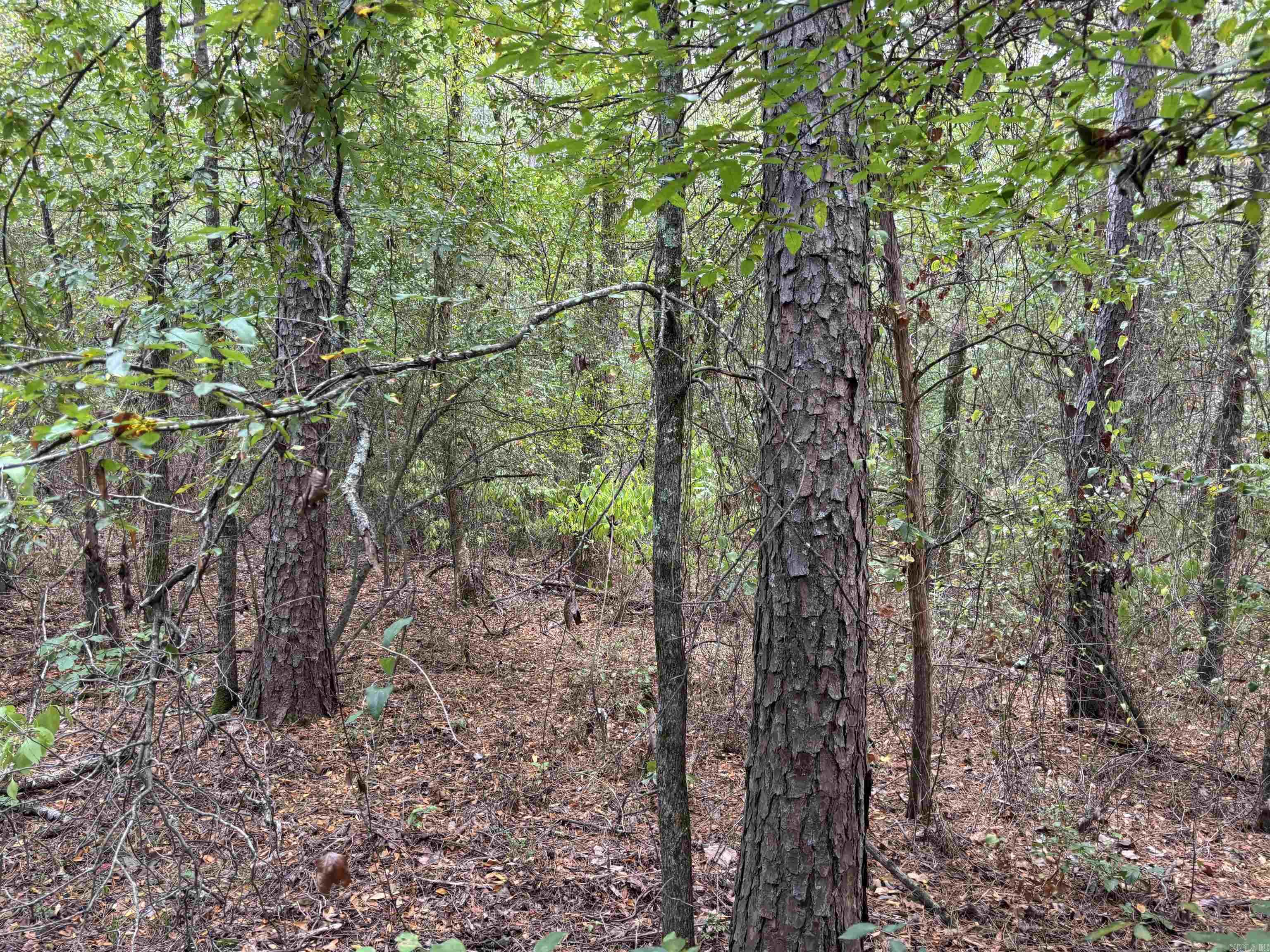 38 Baker Lane  Hattieville, AR