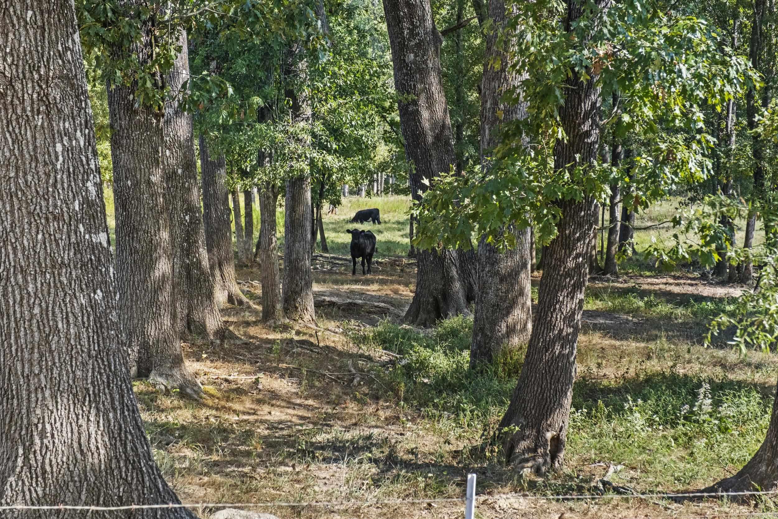 595 Charlie Olds  Ward, AR