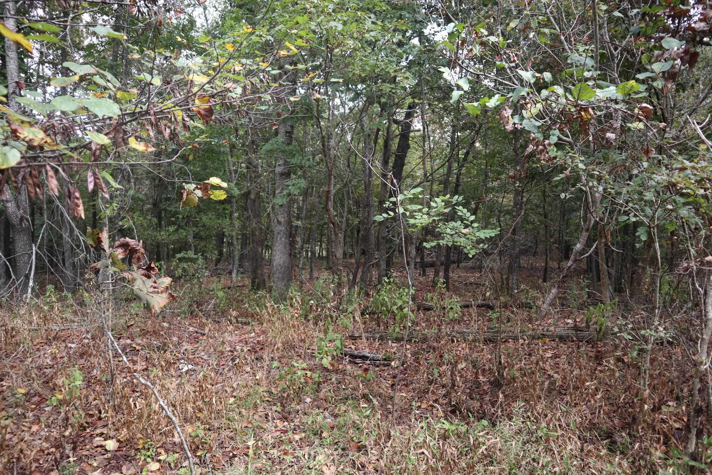 253 Coyote Rd  Salem, AR