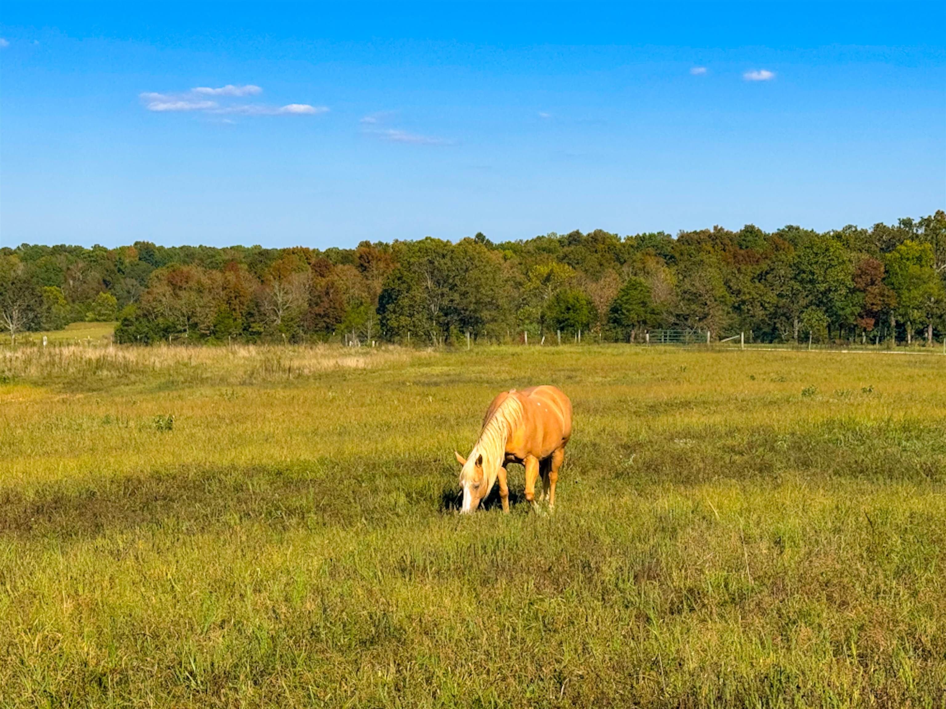 188 Red Hawk  Glencoe, AR