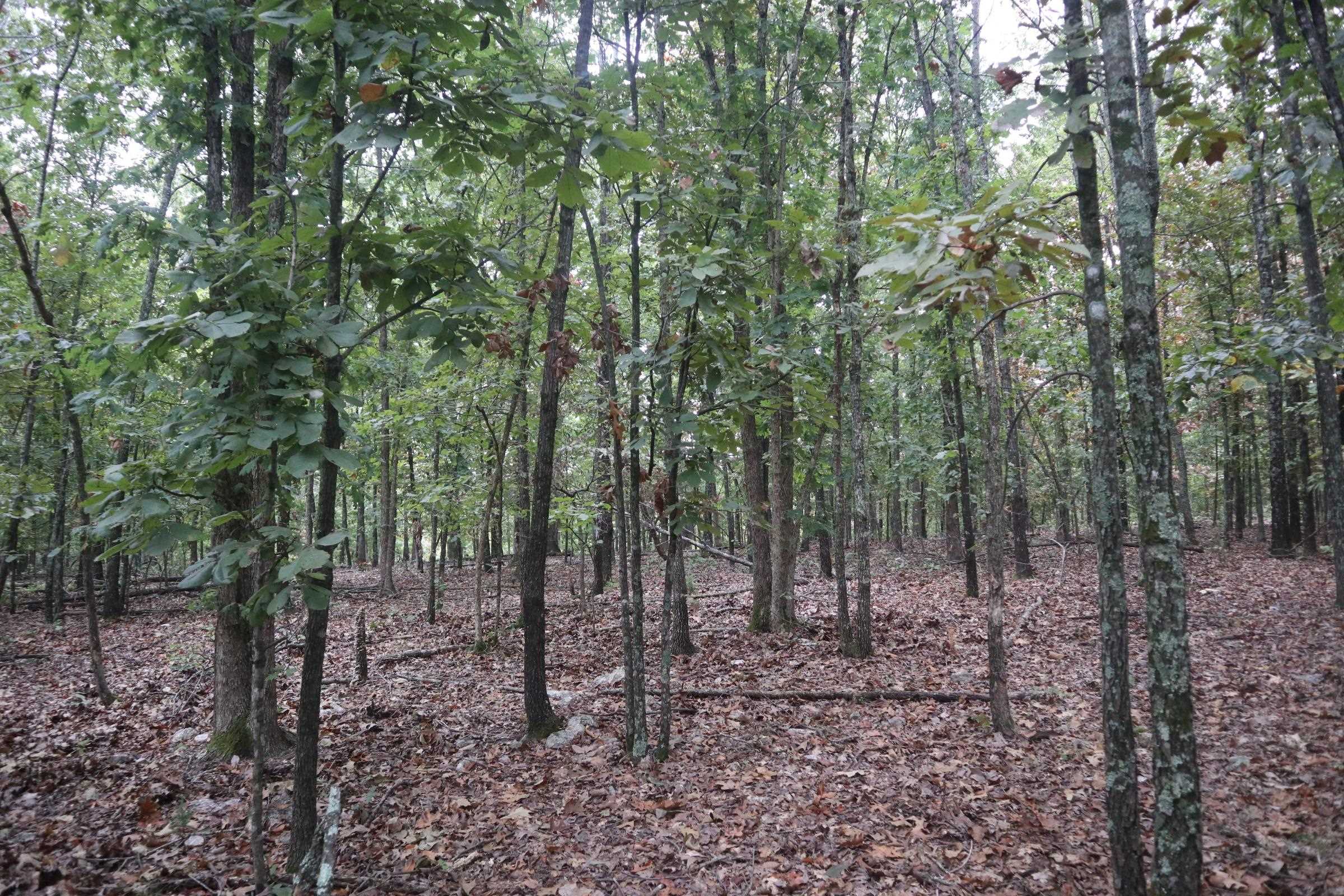 3958 Young Rd  Salem, AR