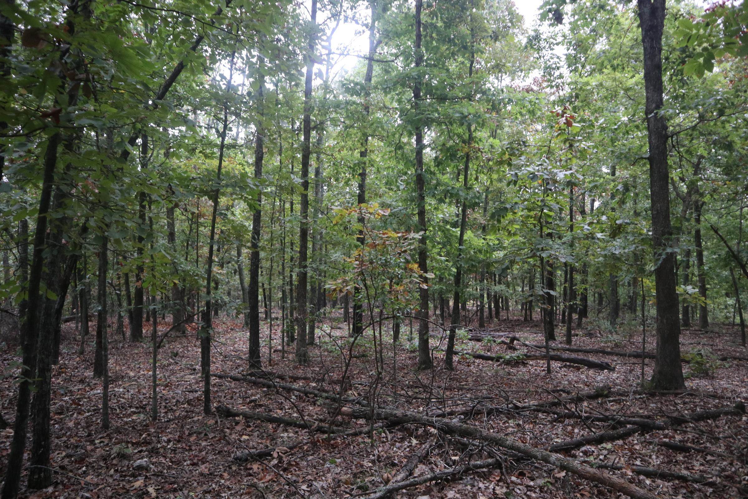 3958 Young Rd  Salem, AR