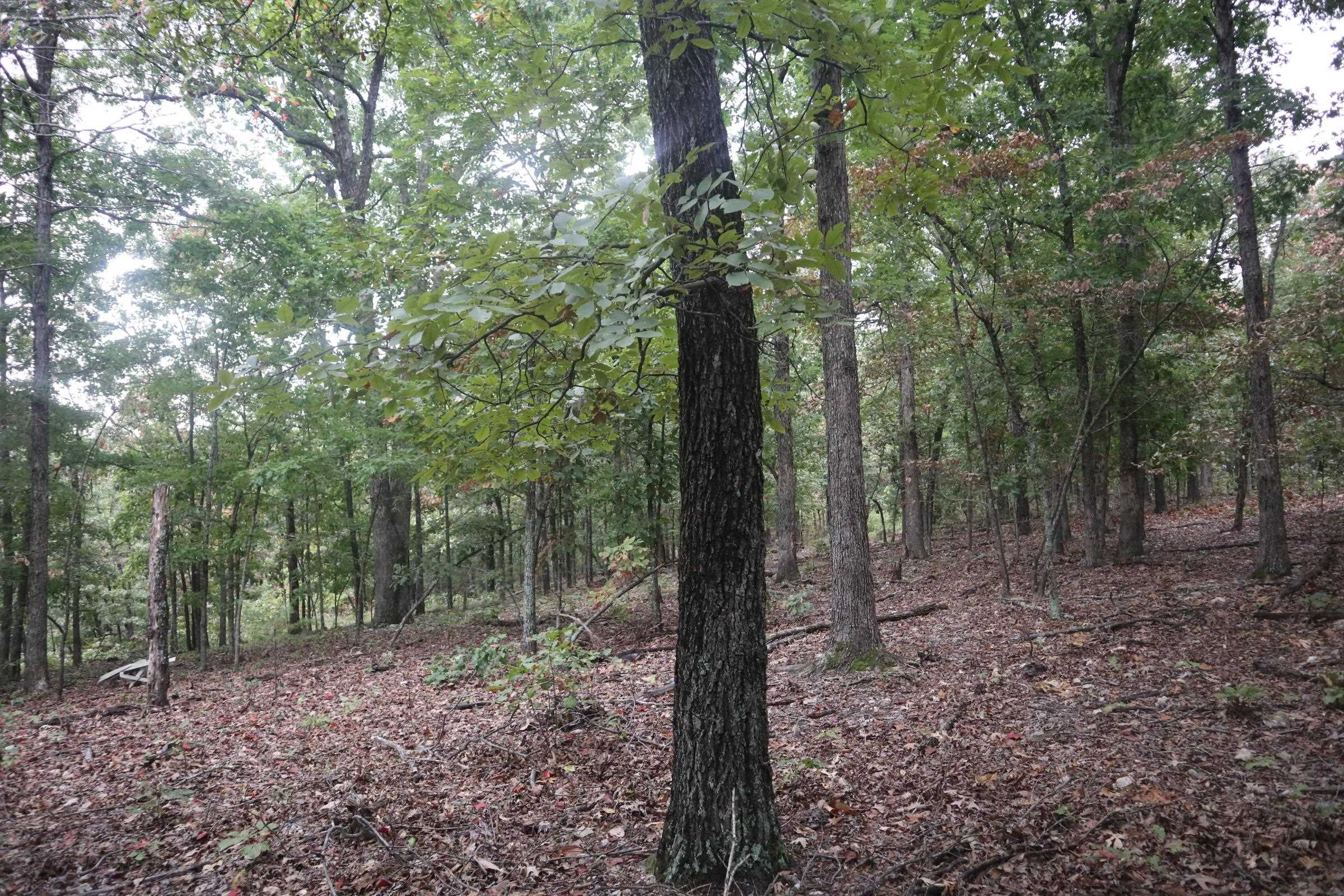 3958 Young Rd  Salem, AR