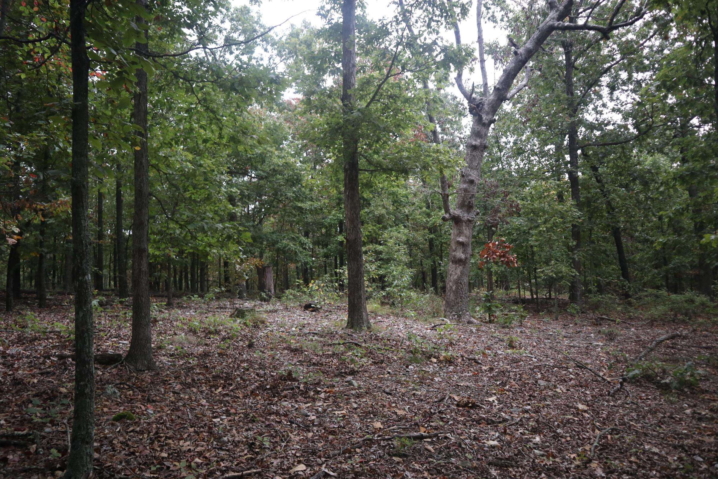 3958 Young Rd  Salem, AR