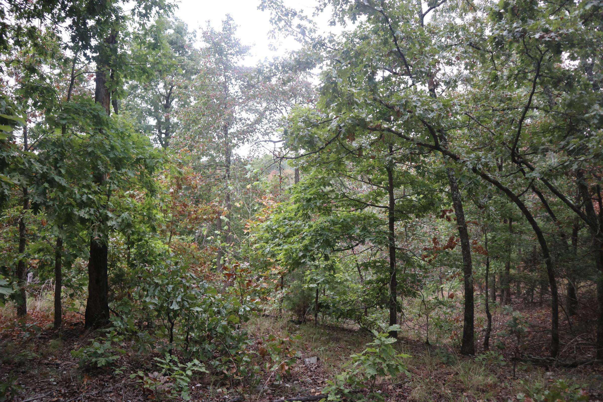 3958 Young Rd  Salem, AR