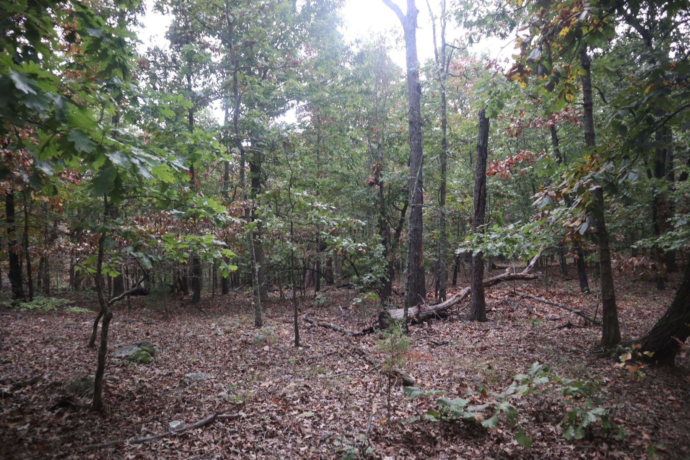 3958 Young Rd  Salem, AR