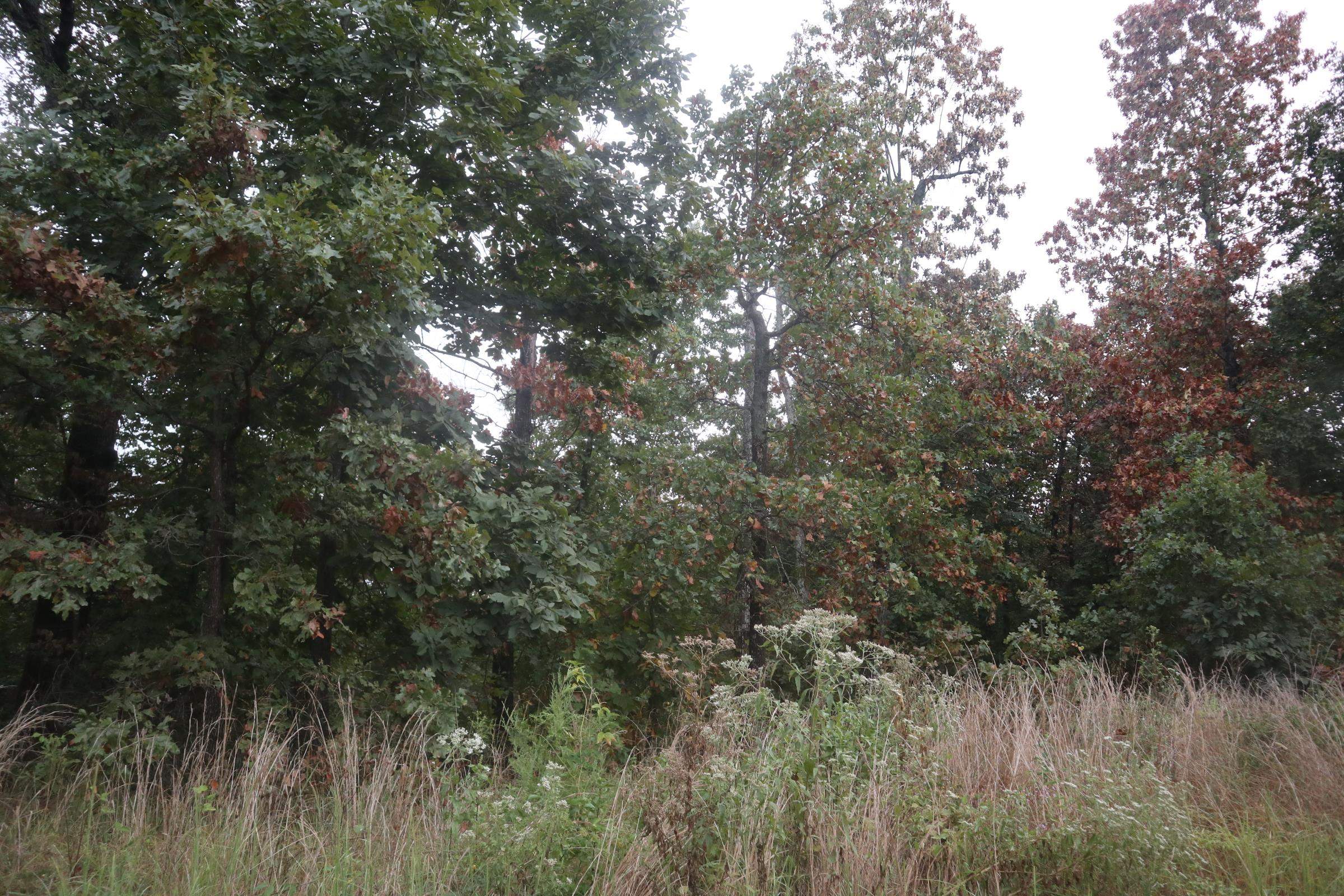 3958 Young Rd  Salem, AR