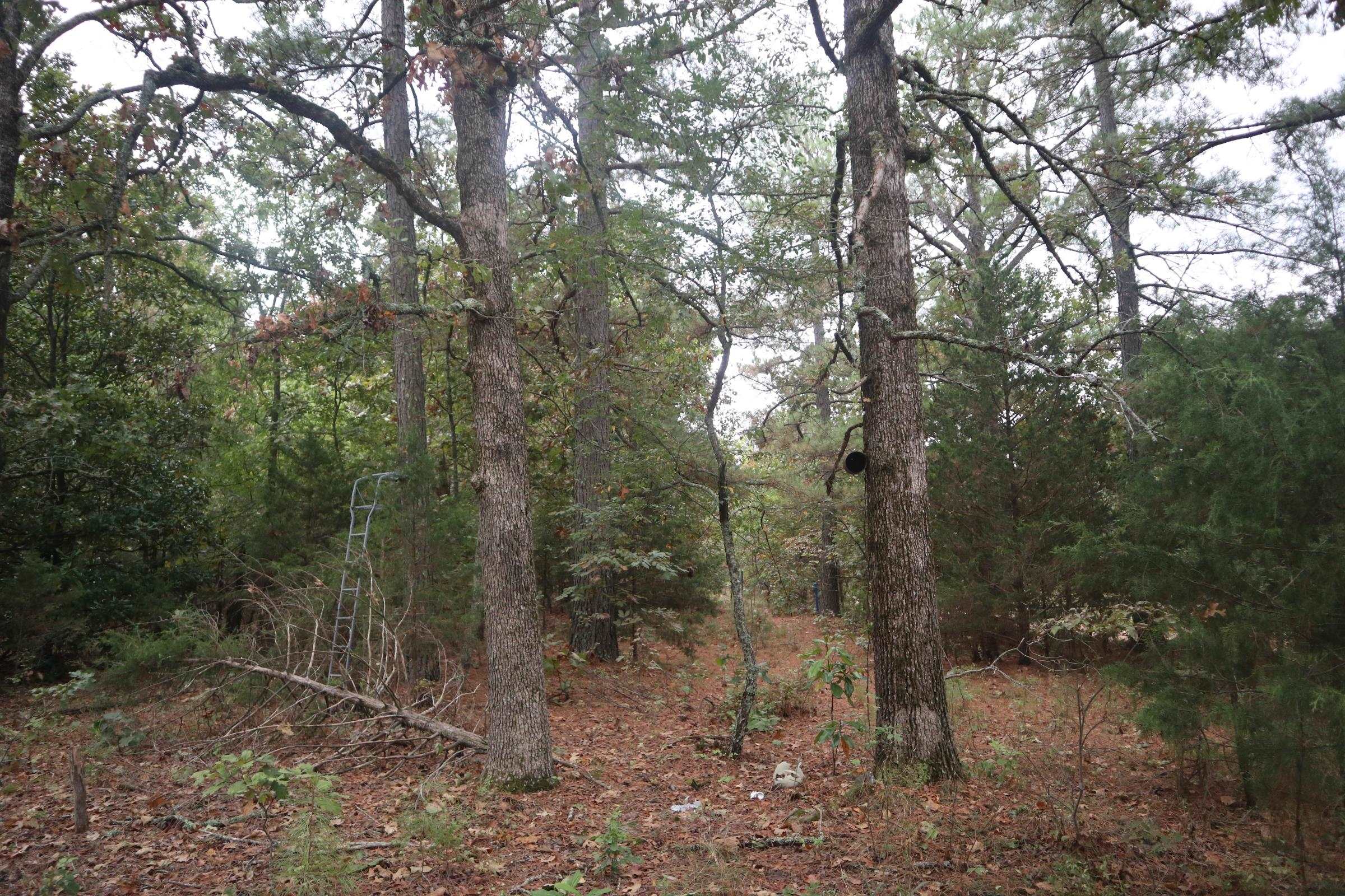 3958 Young Rd  Salem, AR