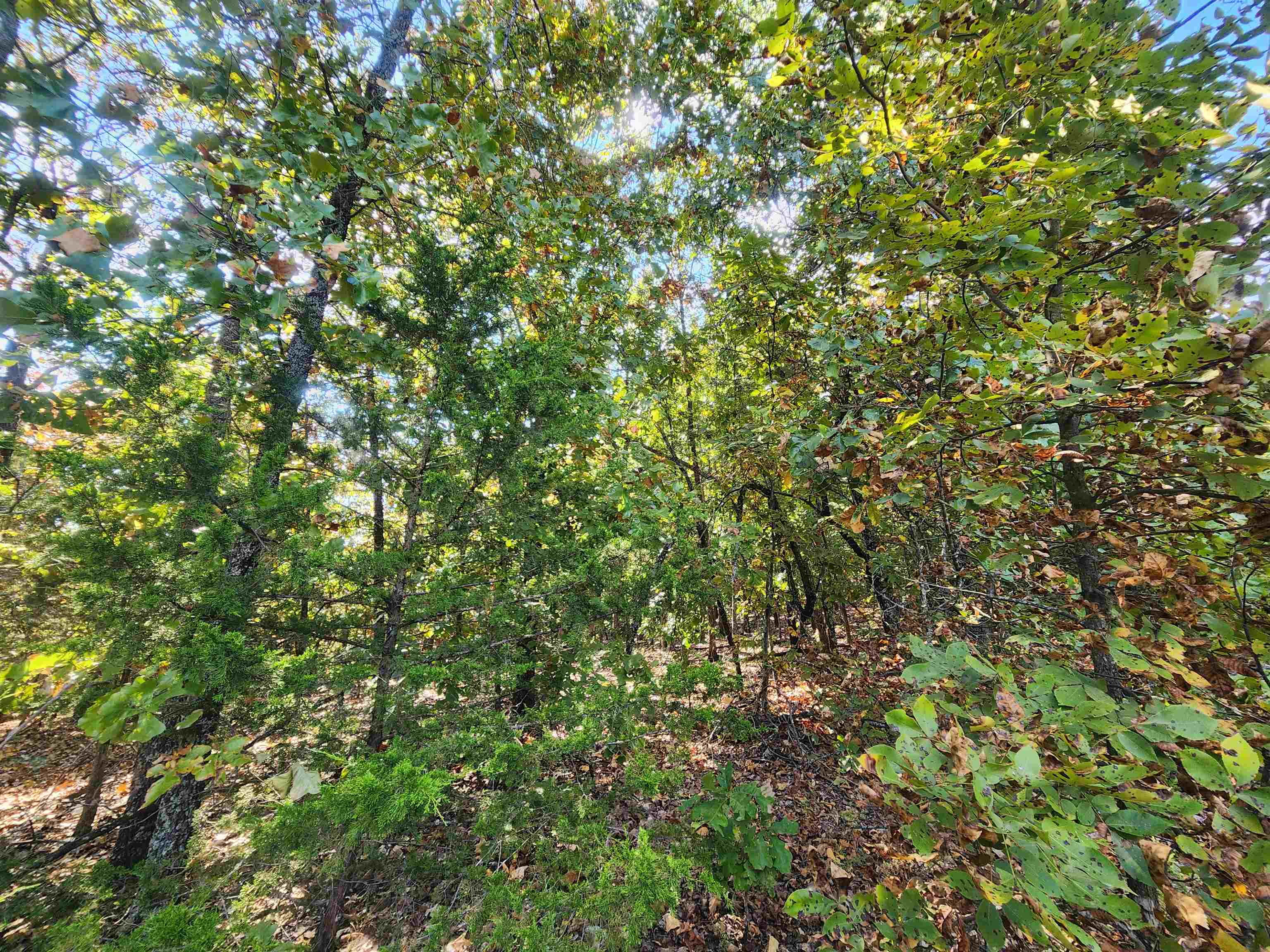 L16B5 Colonino  Cherokee Village, AR