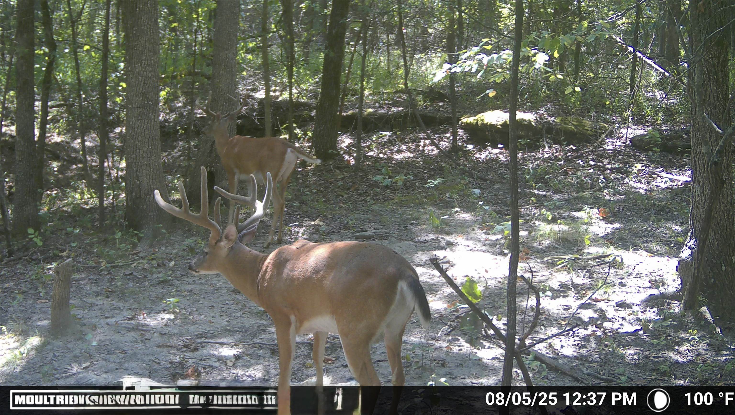 122A Williamson Trail  Guion, AR