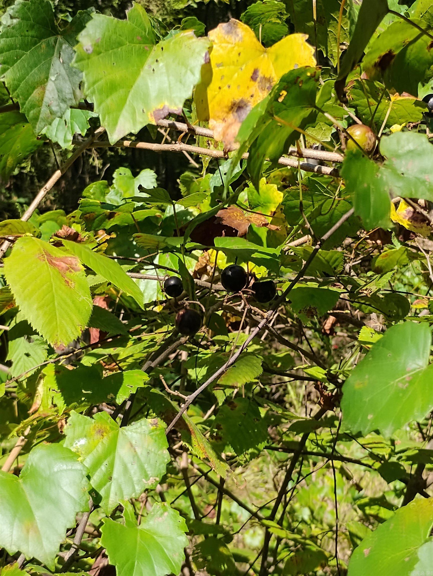 TBD-A Polk Road 197  Mena, AR