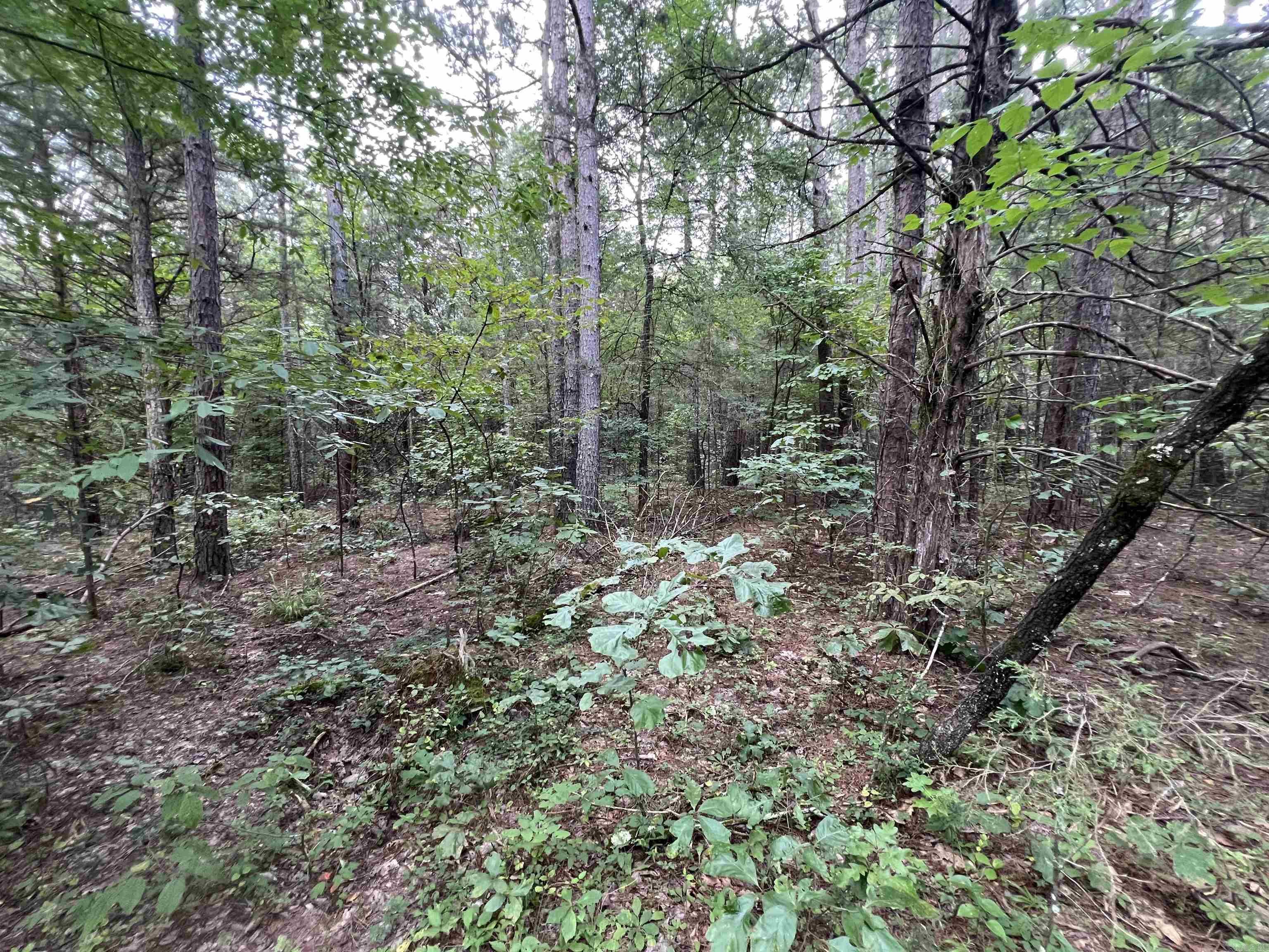 000 Truman Reynolds  Quitman, AR