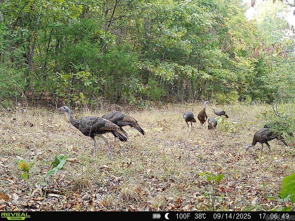 129589 N Highway 63  Hardy, AR