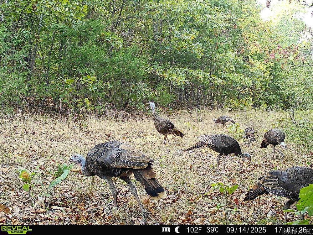 129589 N Highway 63  Hardy, AR