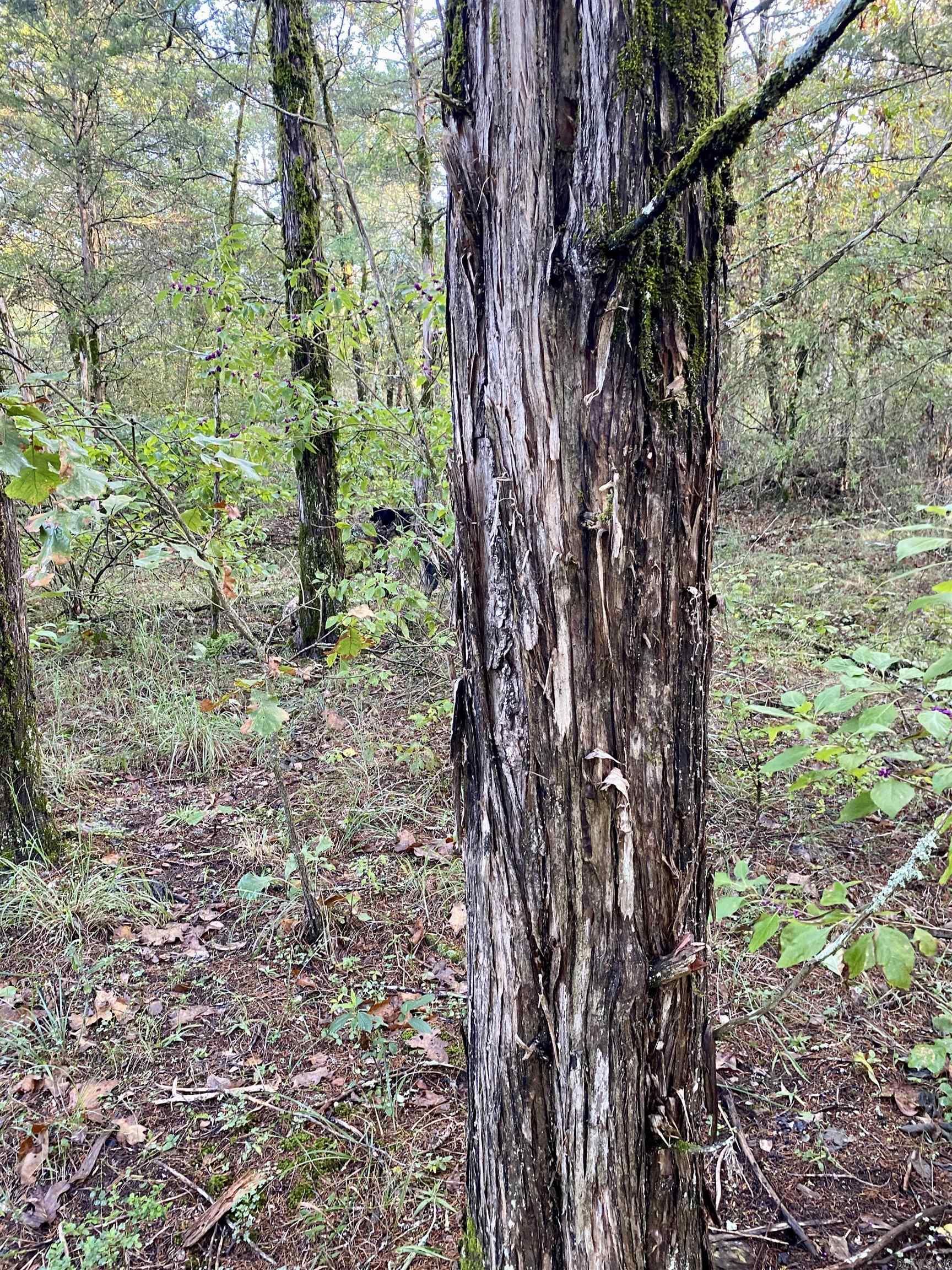 5 Acres Off PR 2772  Lamar, AR