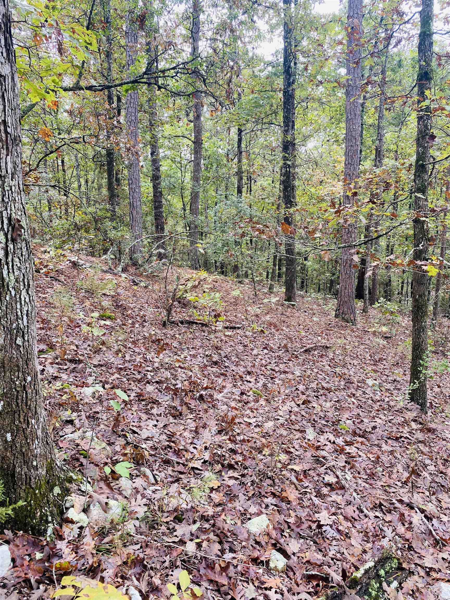 150 Lofton Road  Calico Rock, AR