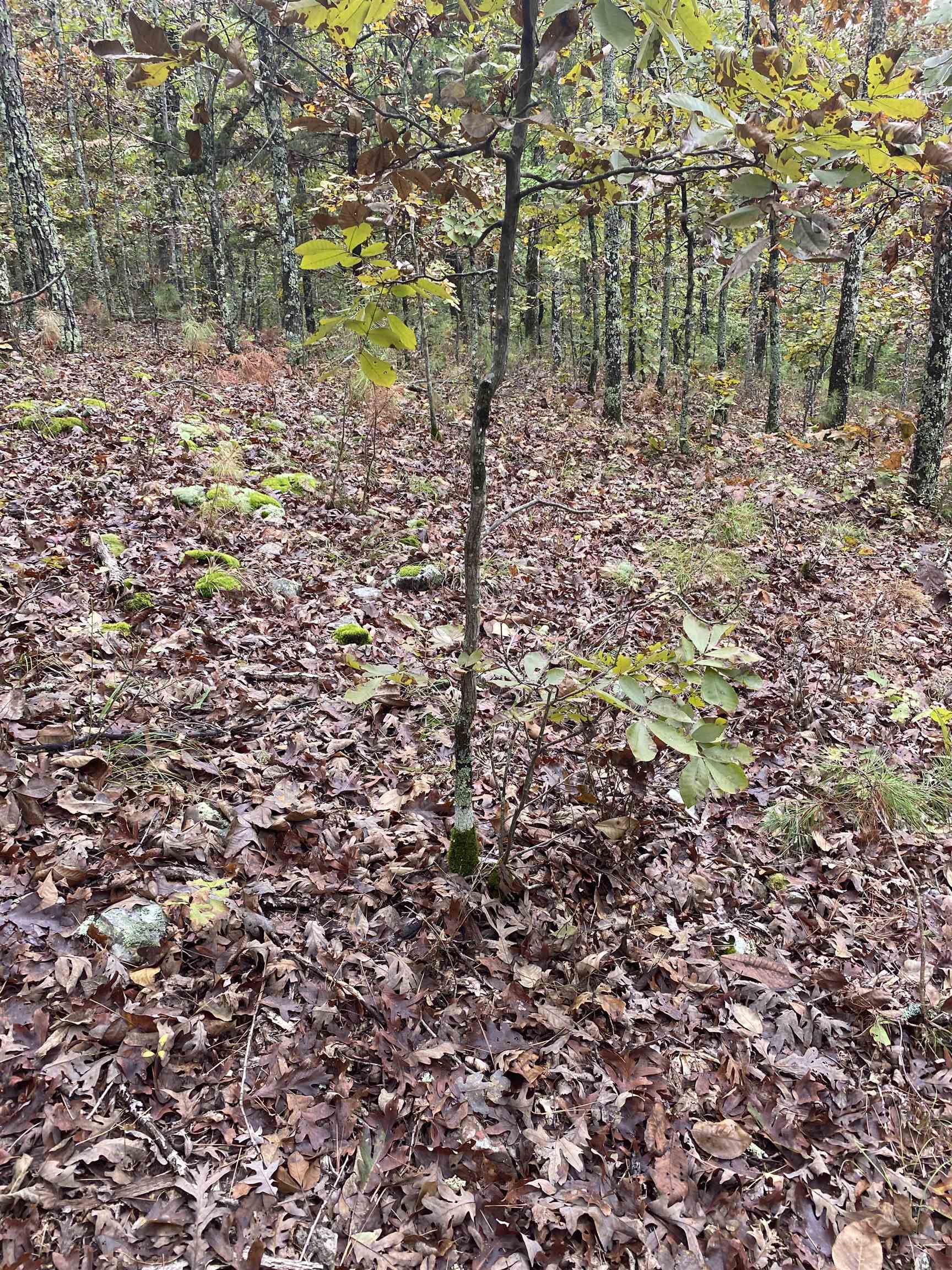 150 Lofton Road  Calico Rock, AR