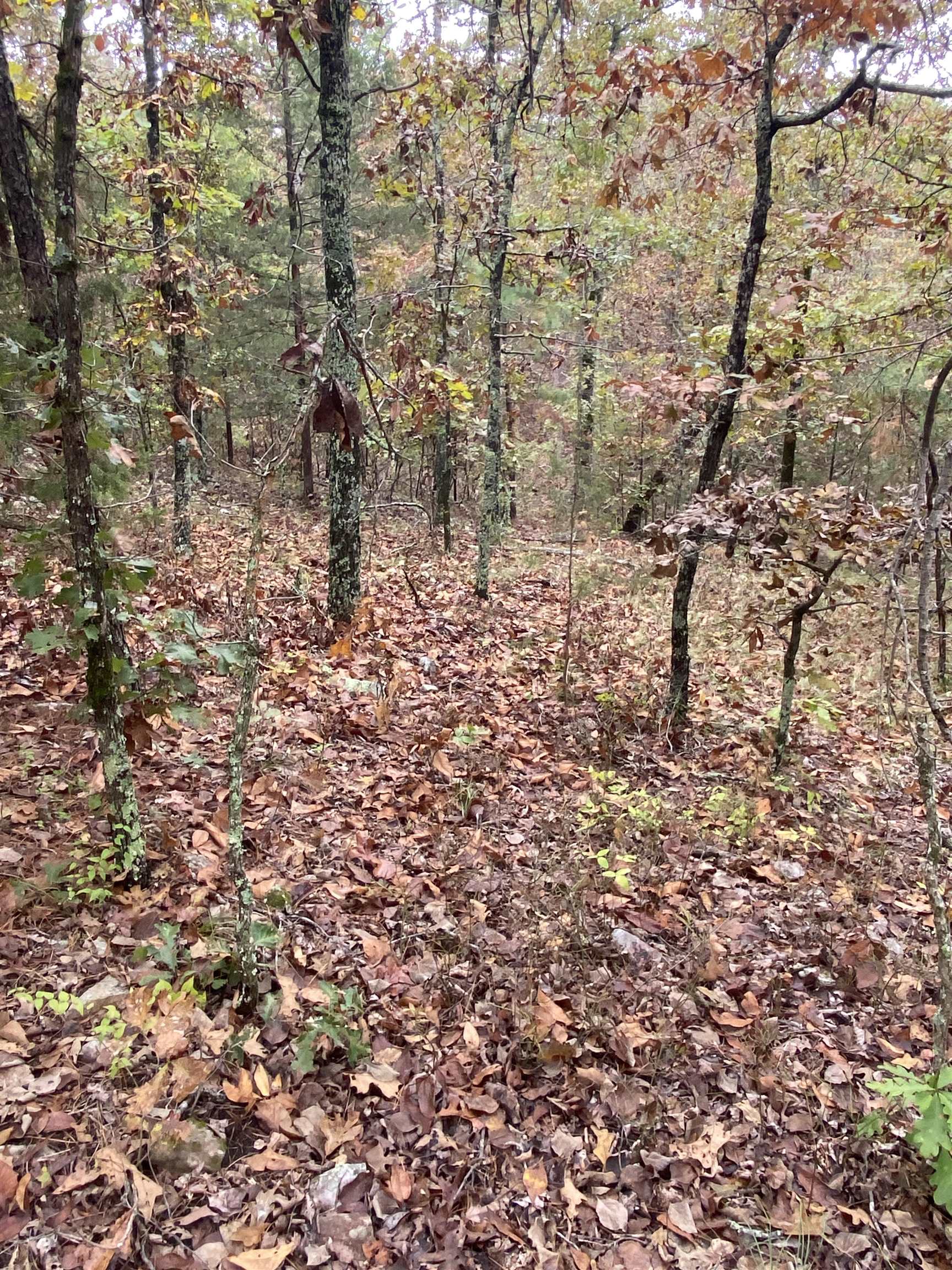 150 Lofton Road  Calico Rock, AR