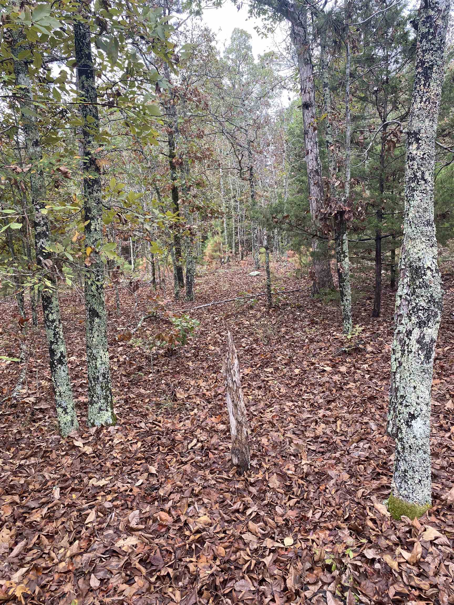 150 Lofton Road  Calico Rock, AR