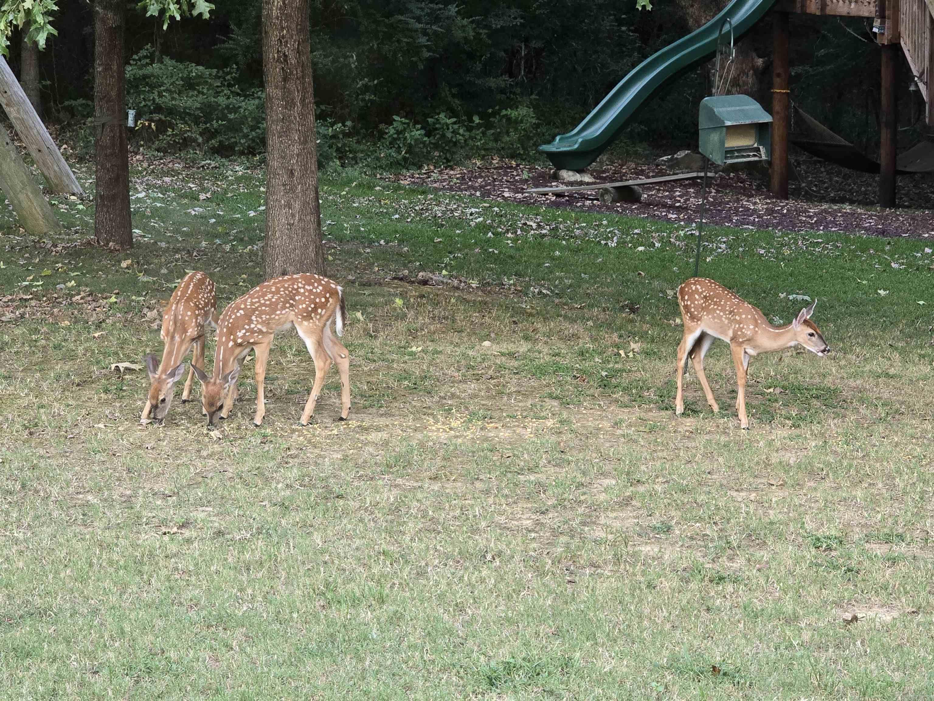 71 Greene 648 Road  Paragould, AR