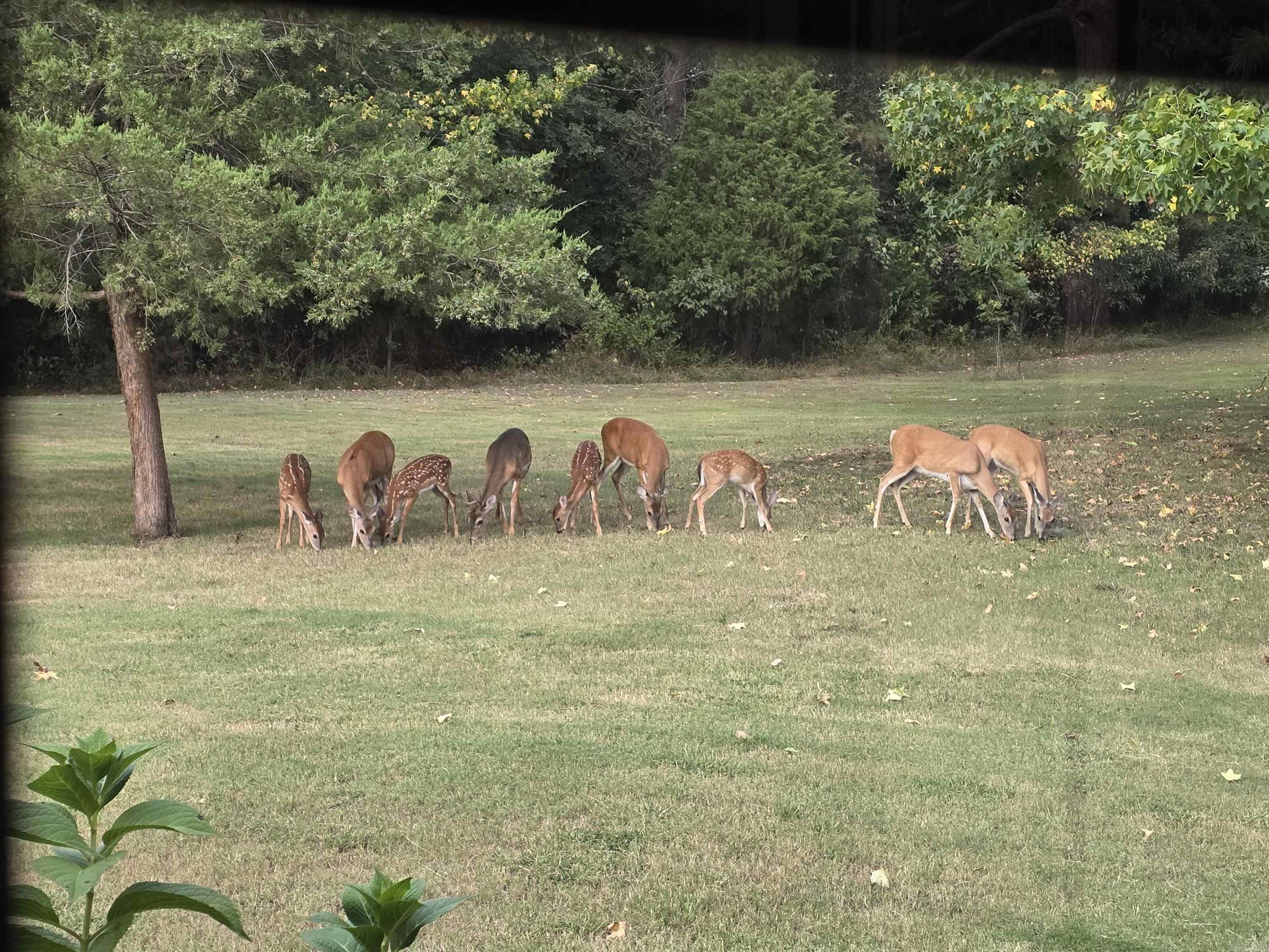 71 Greene 648 Road  Paragould, AR