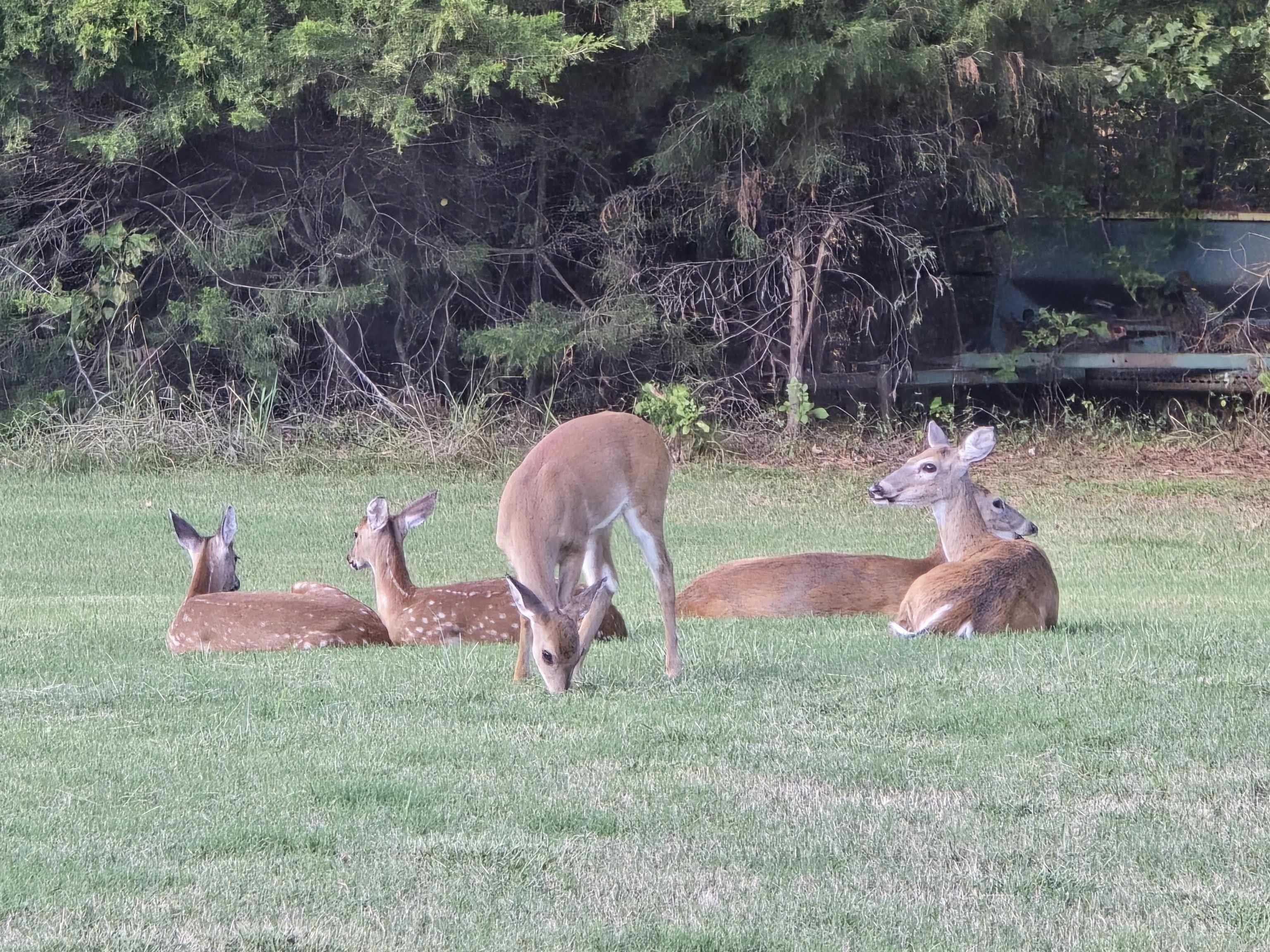 71 Greene 648 Road  Paragould, AR