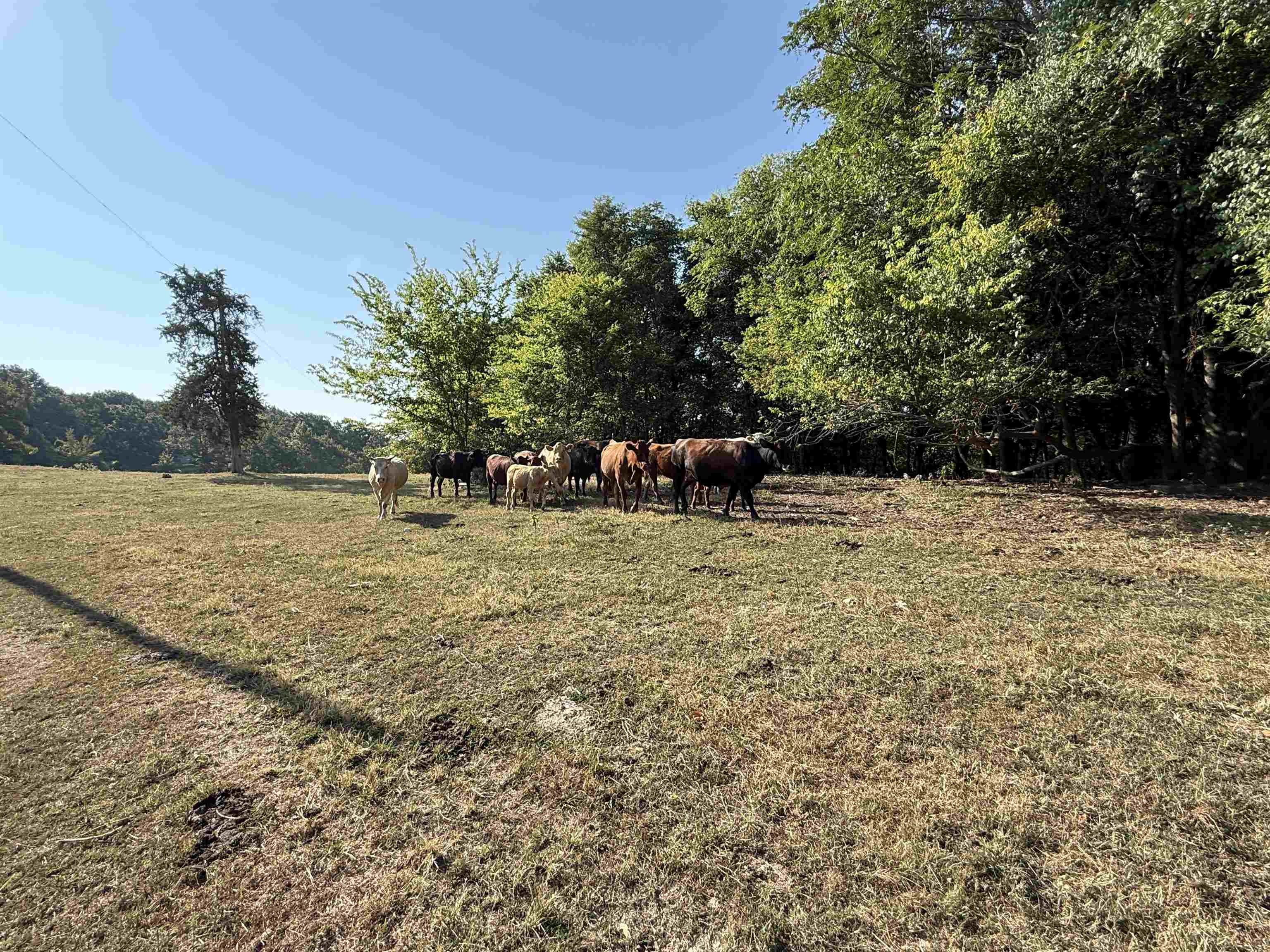 180A Lafferty Road  Mount Pleasant, AR