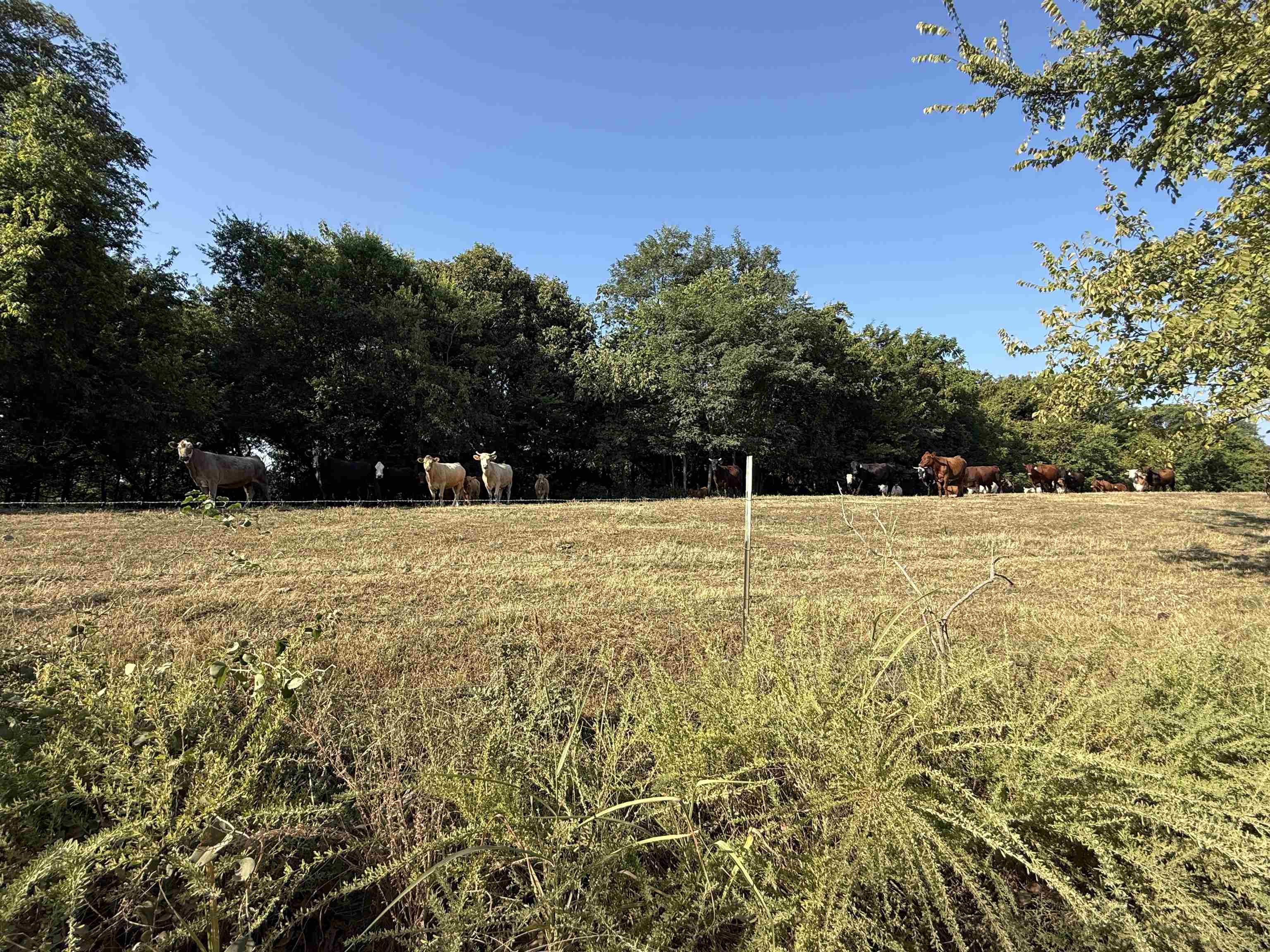 180A Lafferty Road  Mount Pleasant, AR