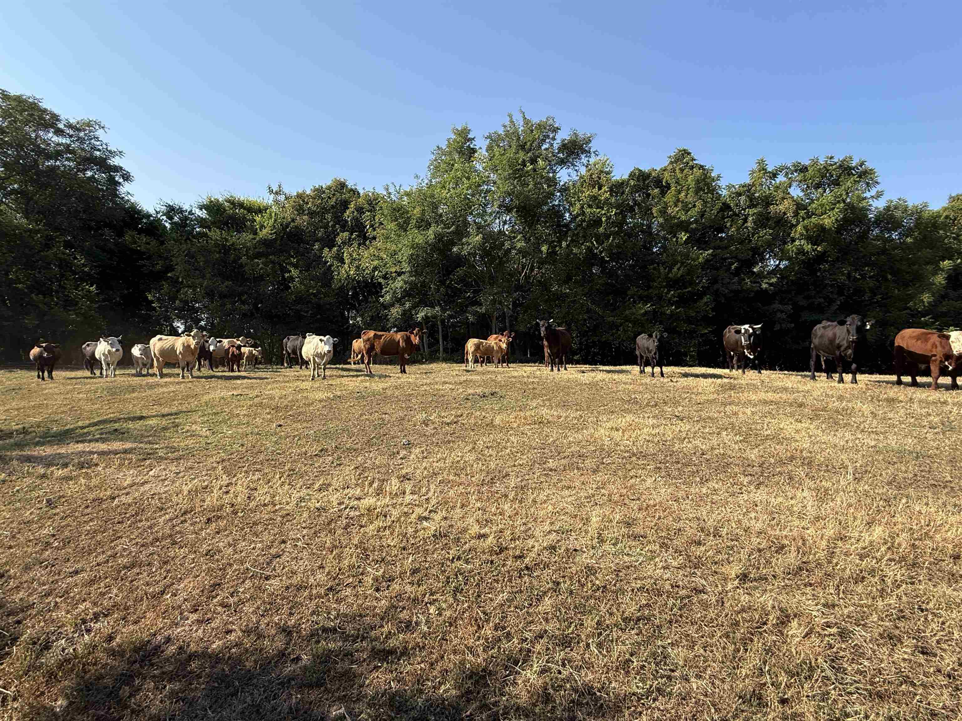 180A Lafferty Road  Mount Pleasant, AR