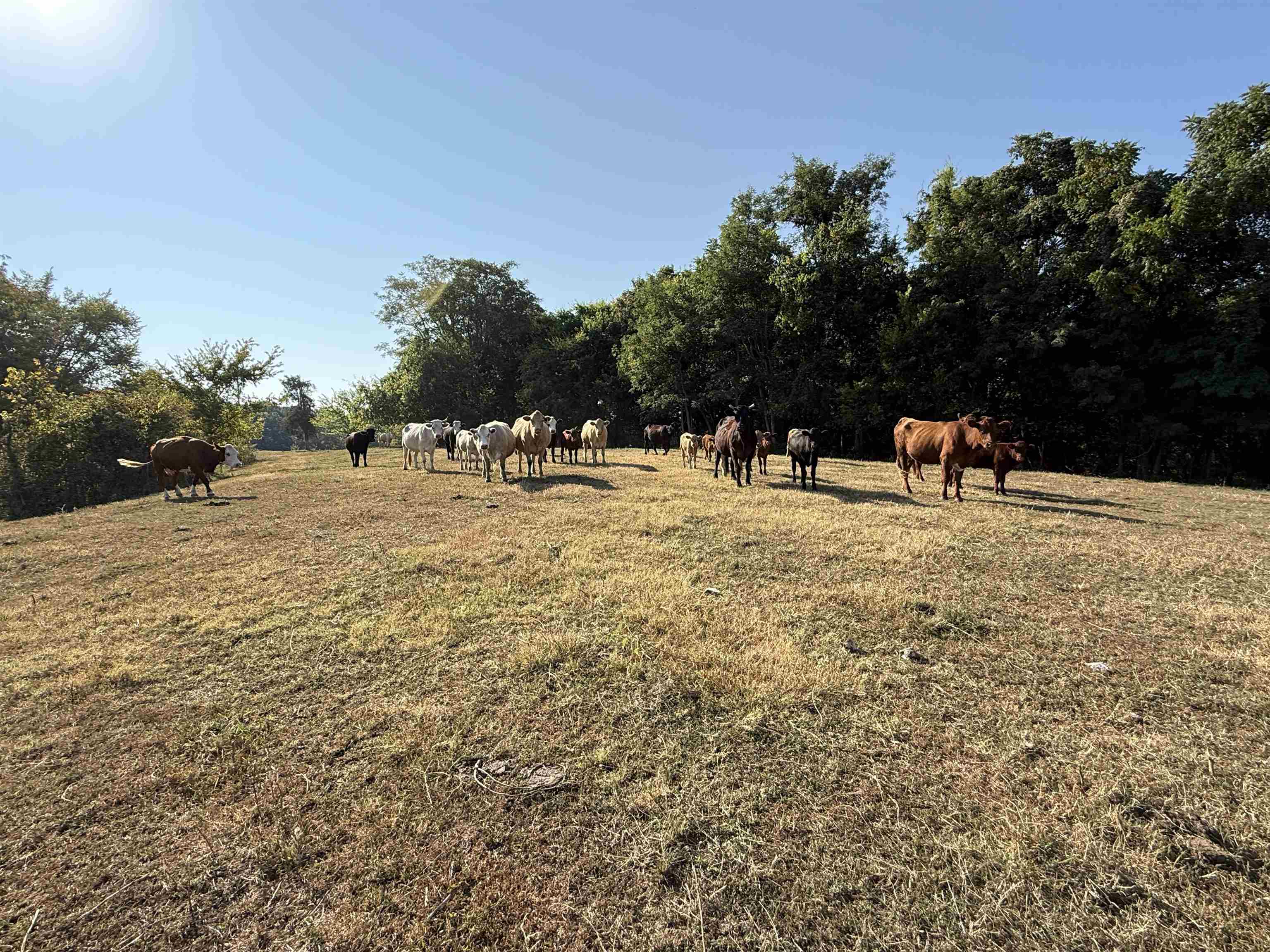 180A Lafferty Road  Mount Pleasant, AR