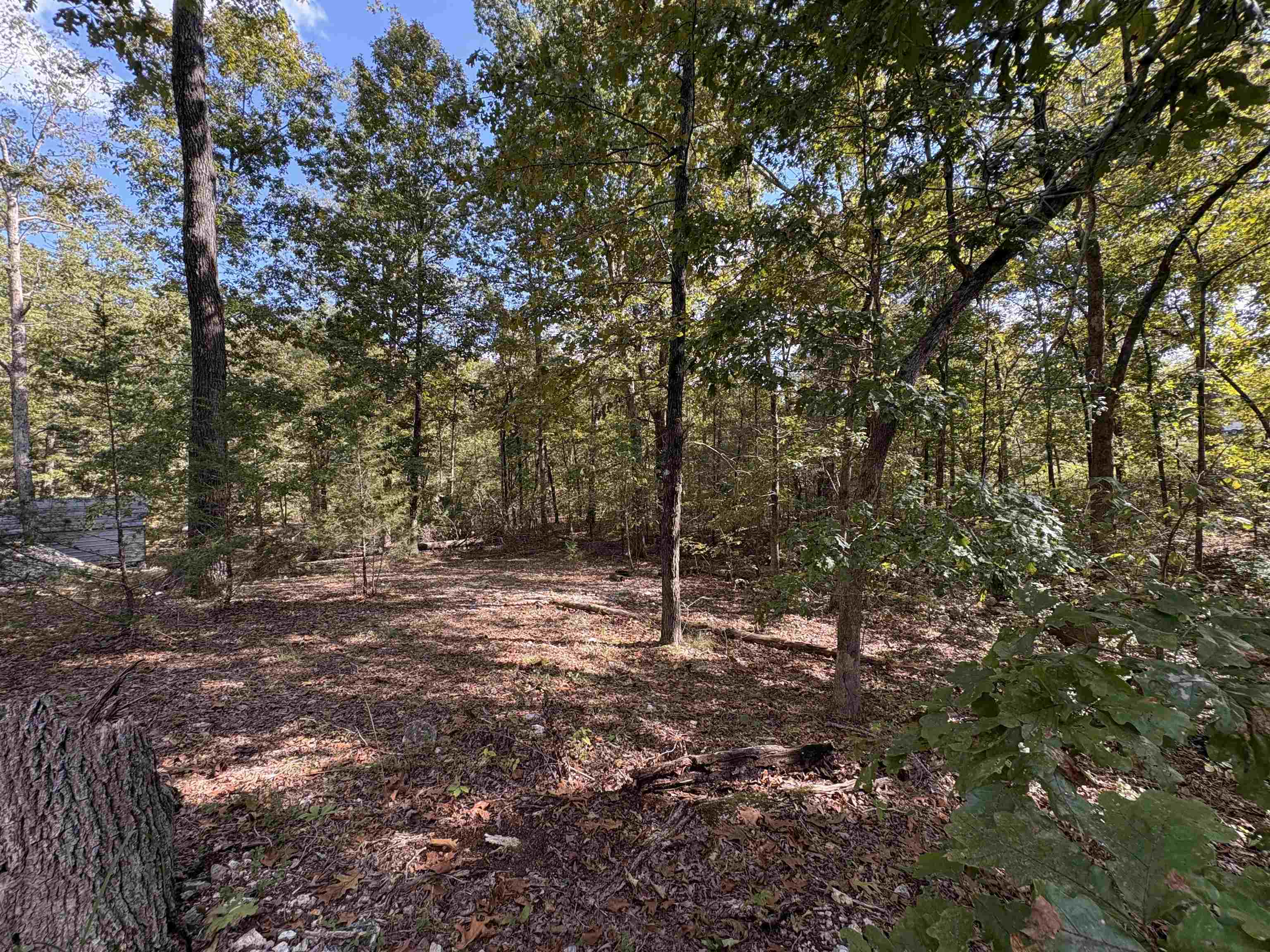 1 Deer  Williford, AR