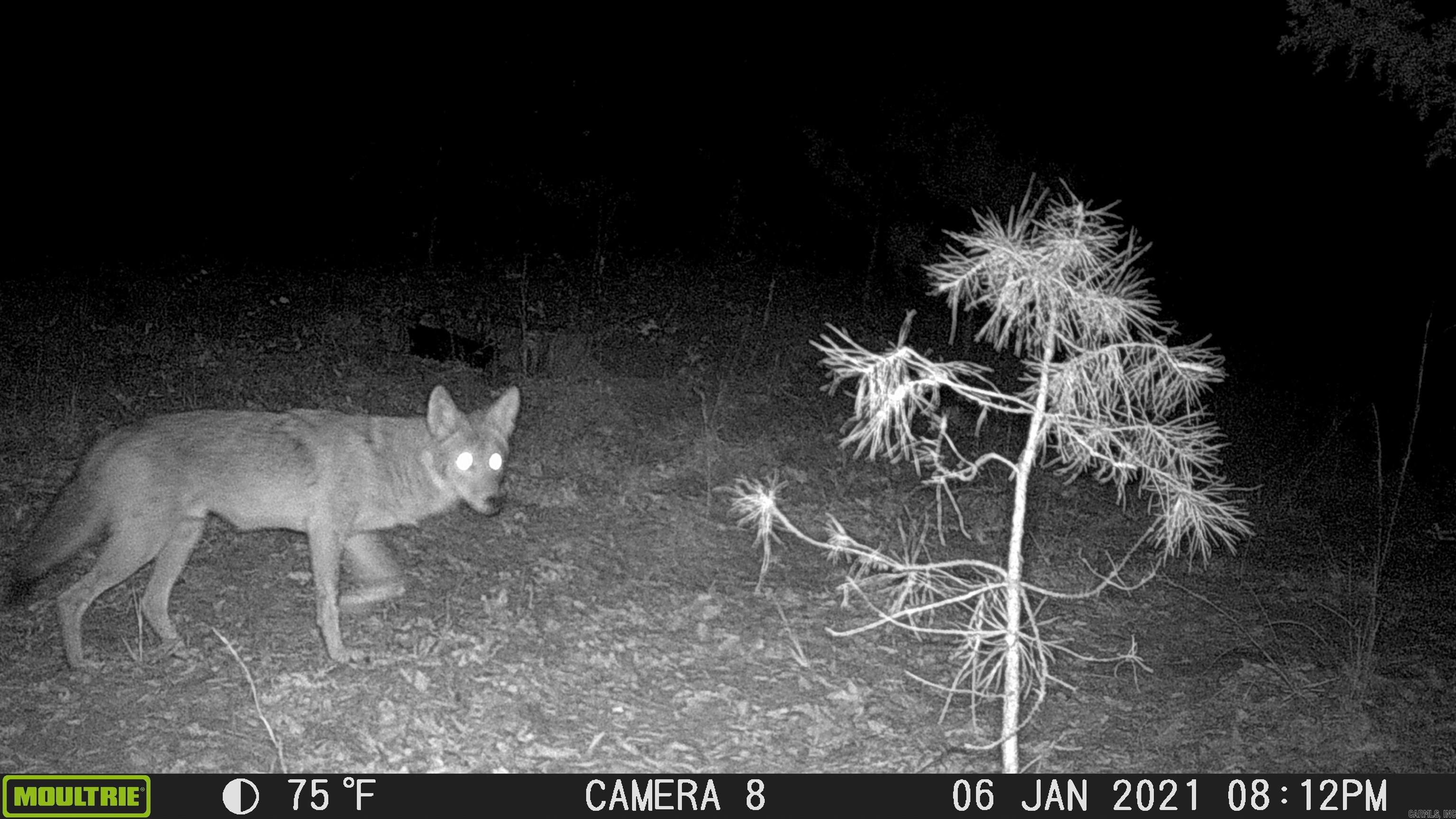 299 Foy Lane  Delaware, AR