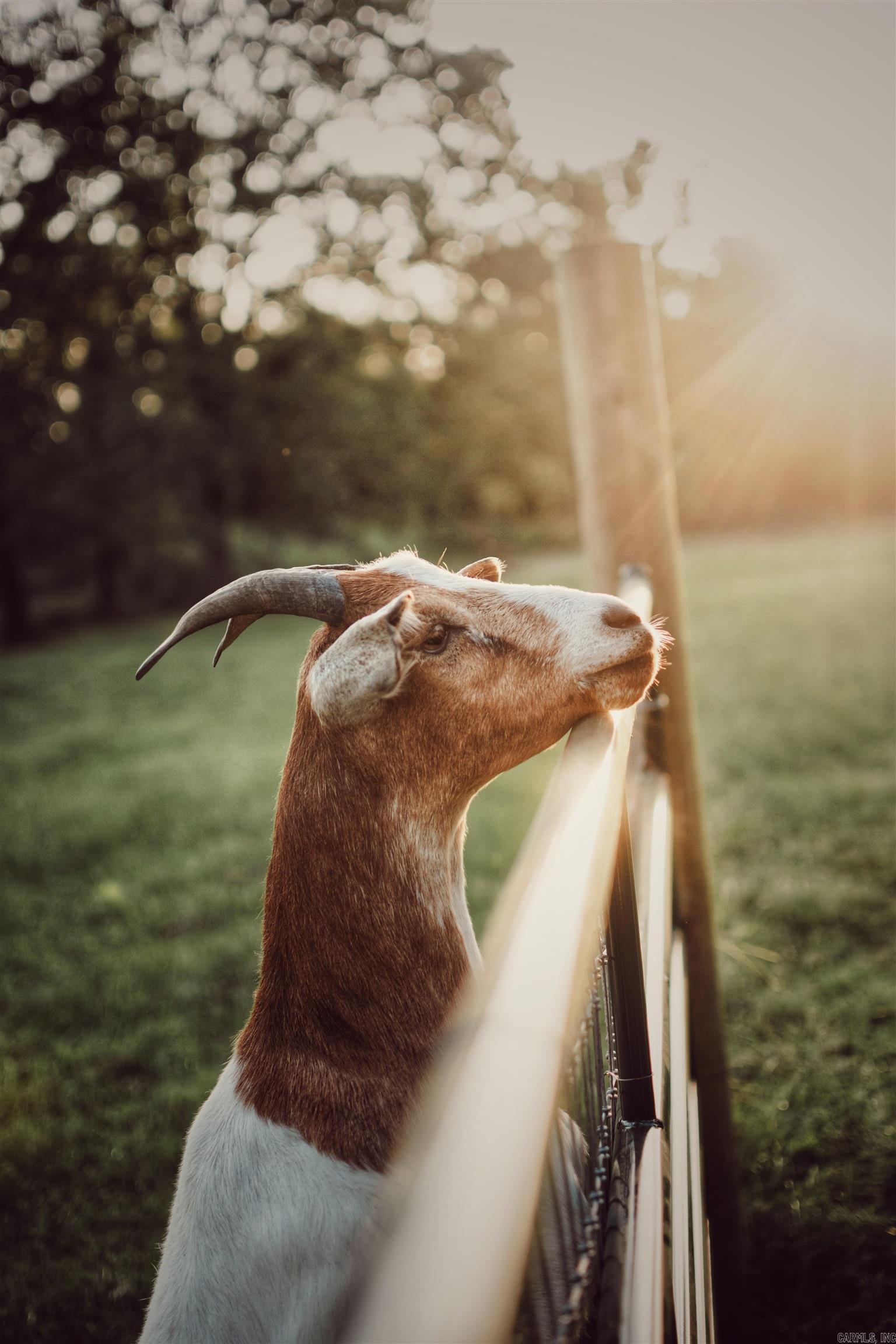 299 Foy Lane  Delaware, AR