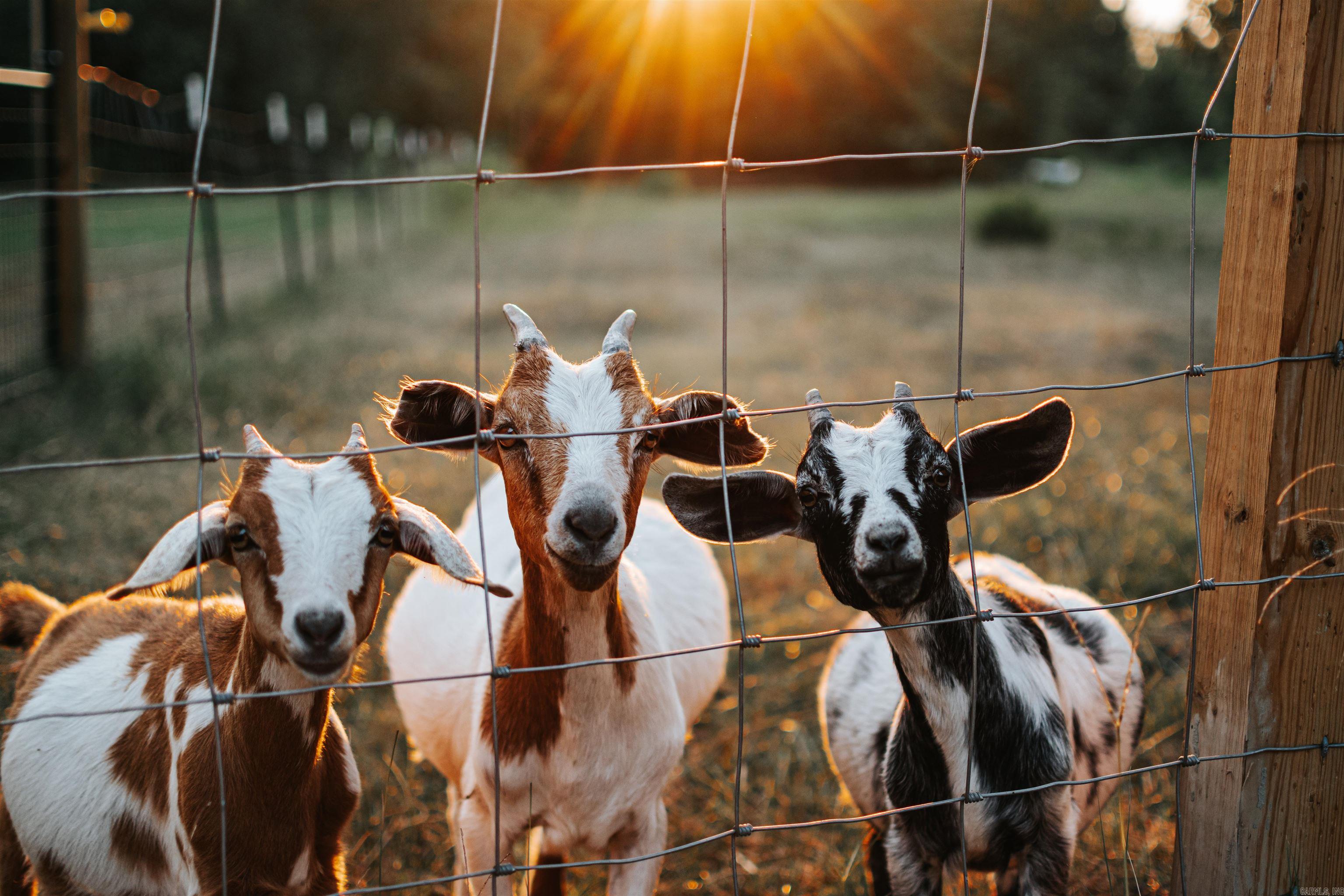 299 Foy Lane  Delaware, AR